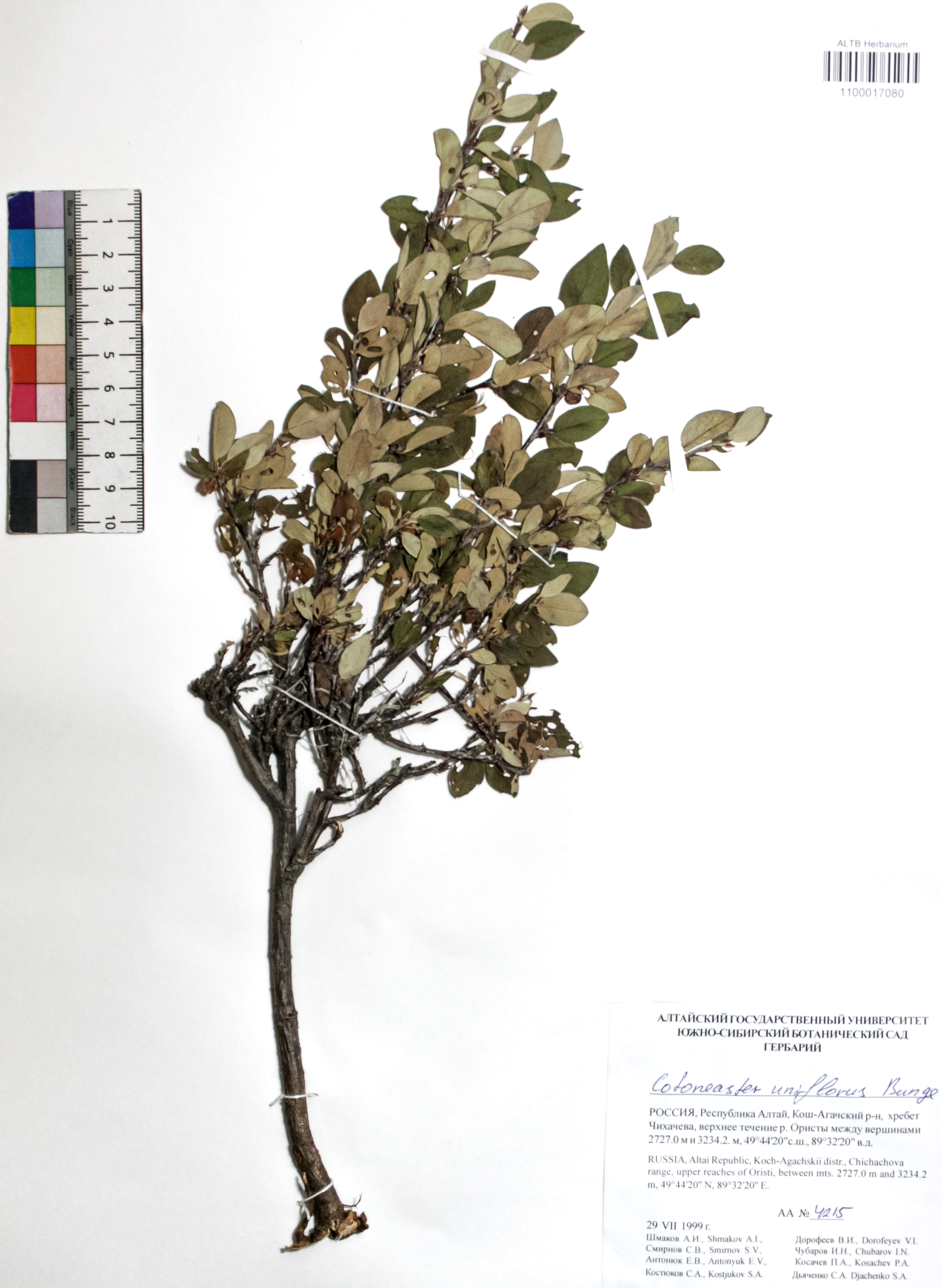 Cotoneaster uniflorus Bunge