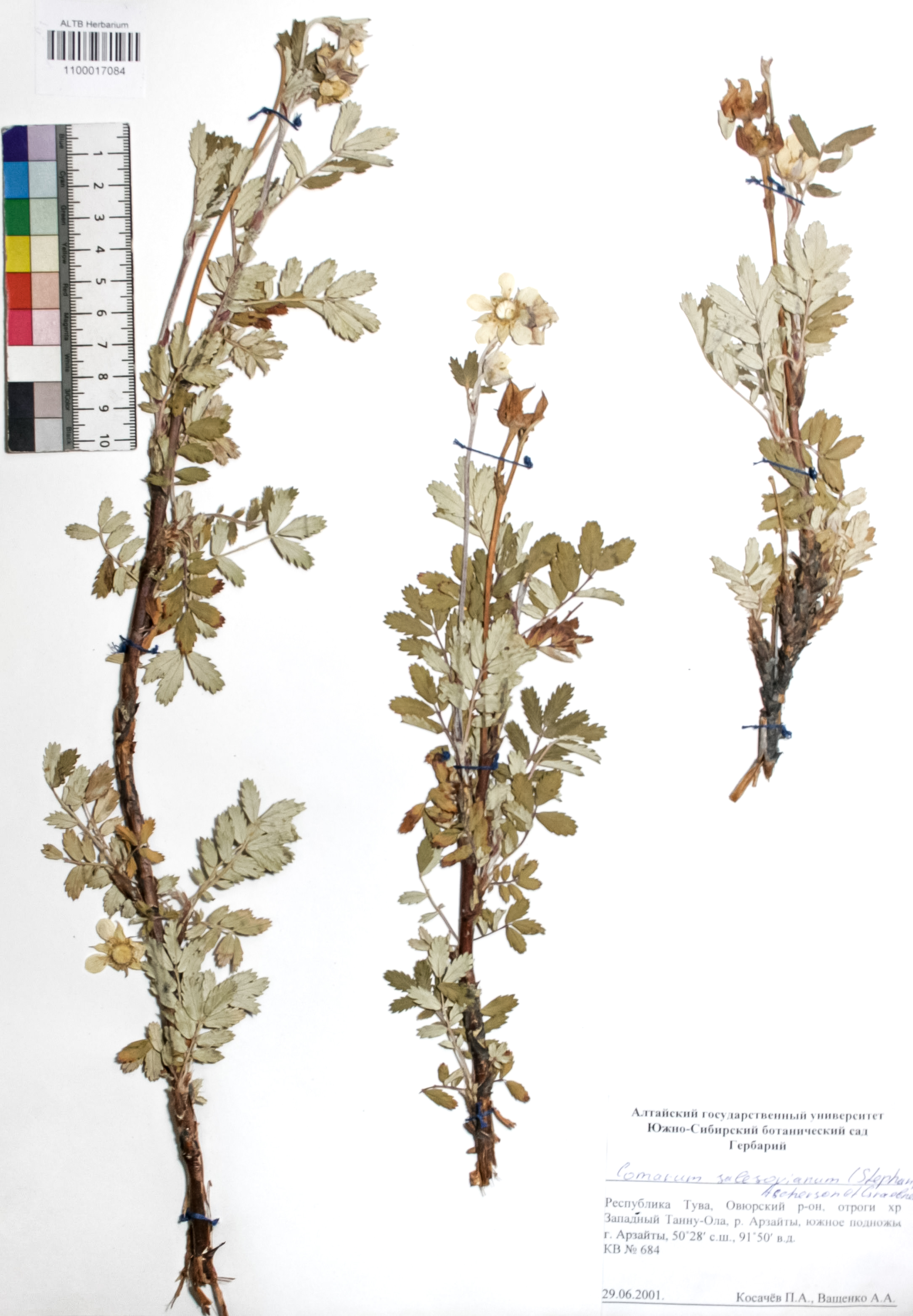 Comarum salesovianum (Steph) Asch. et Graebn.