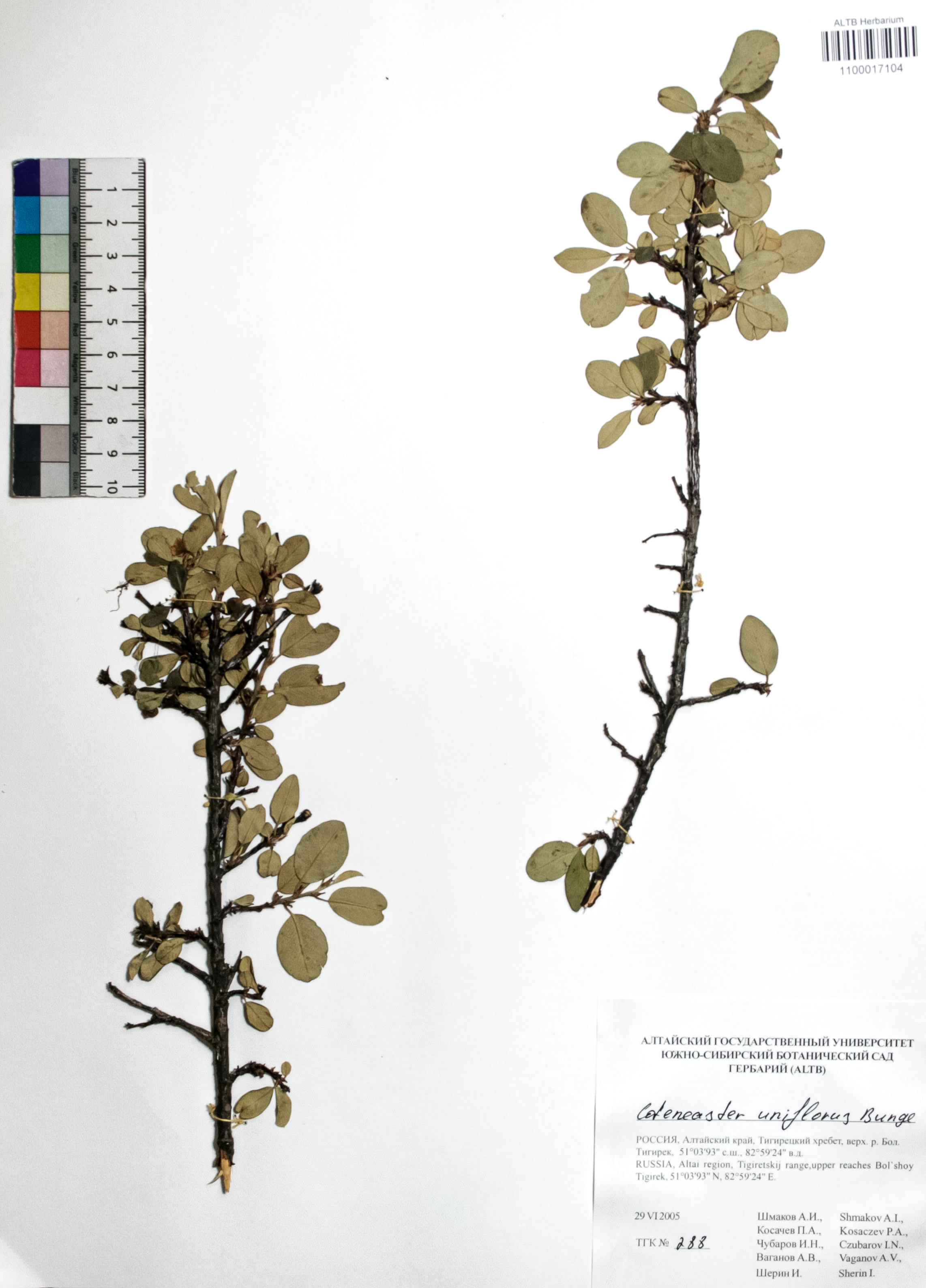 Cotoneaster uniflorus Bunge