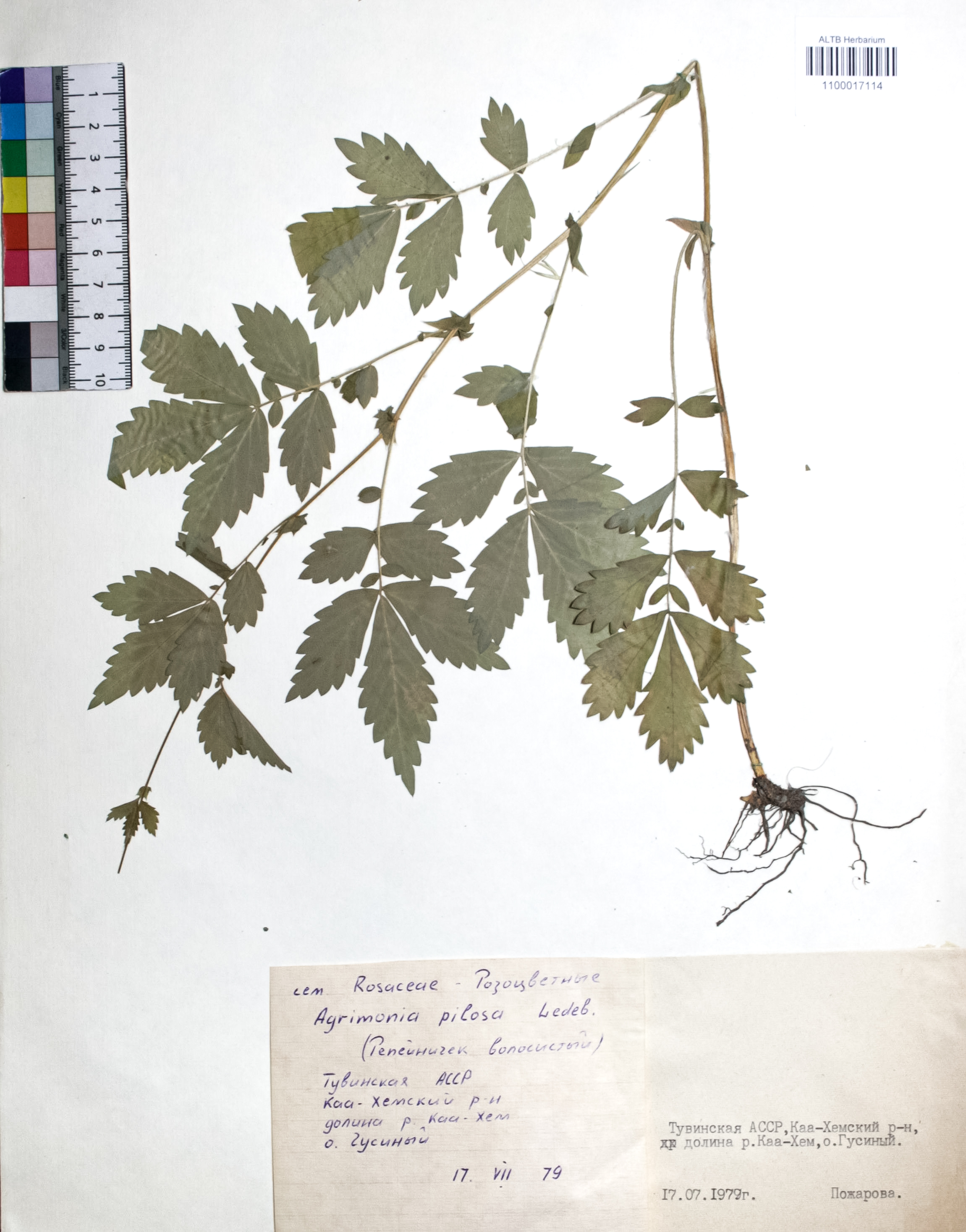 Agrimonia pilosa Ledeb.