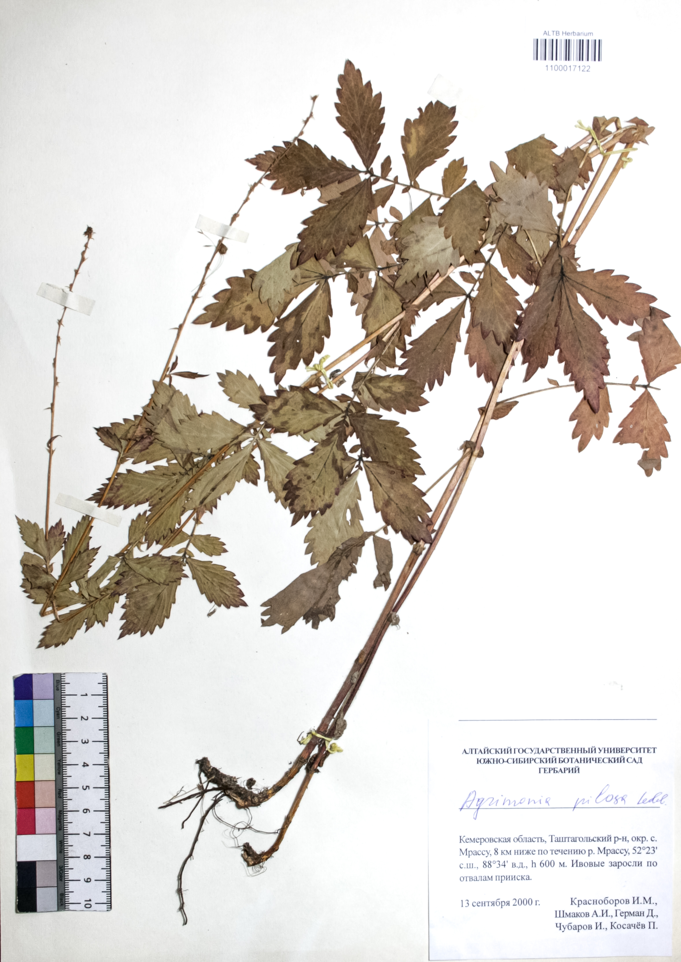 Agrimonia pilosa Ledeb.