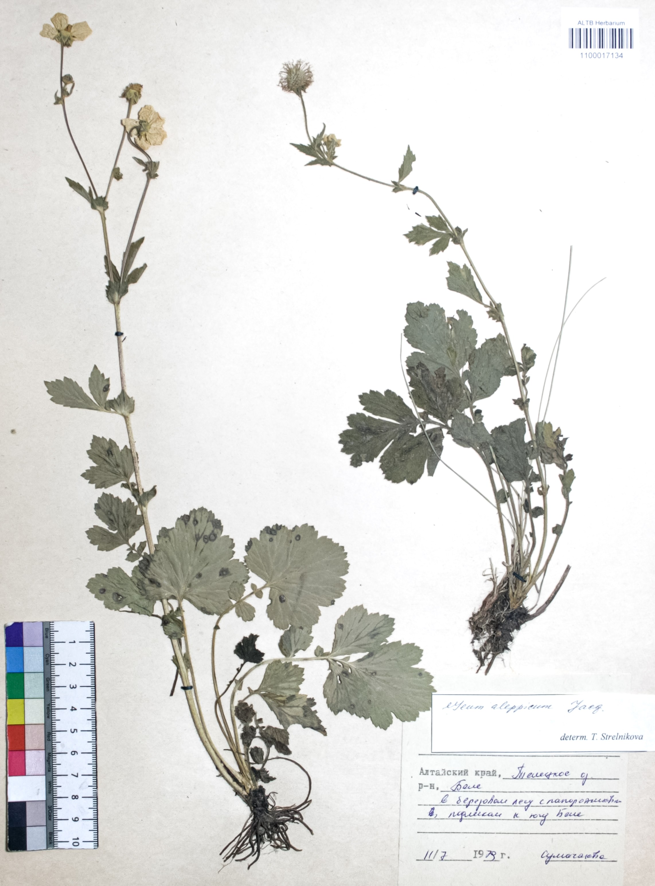 Geum rivale L.