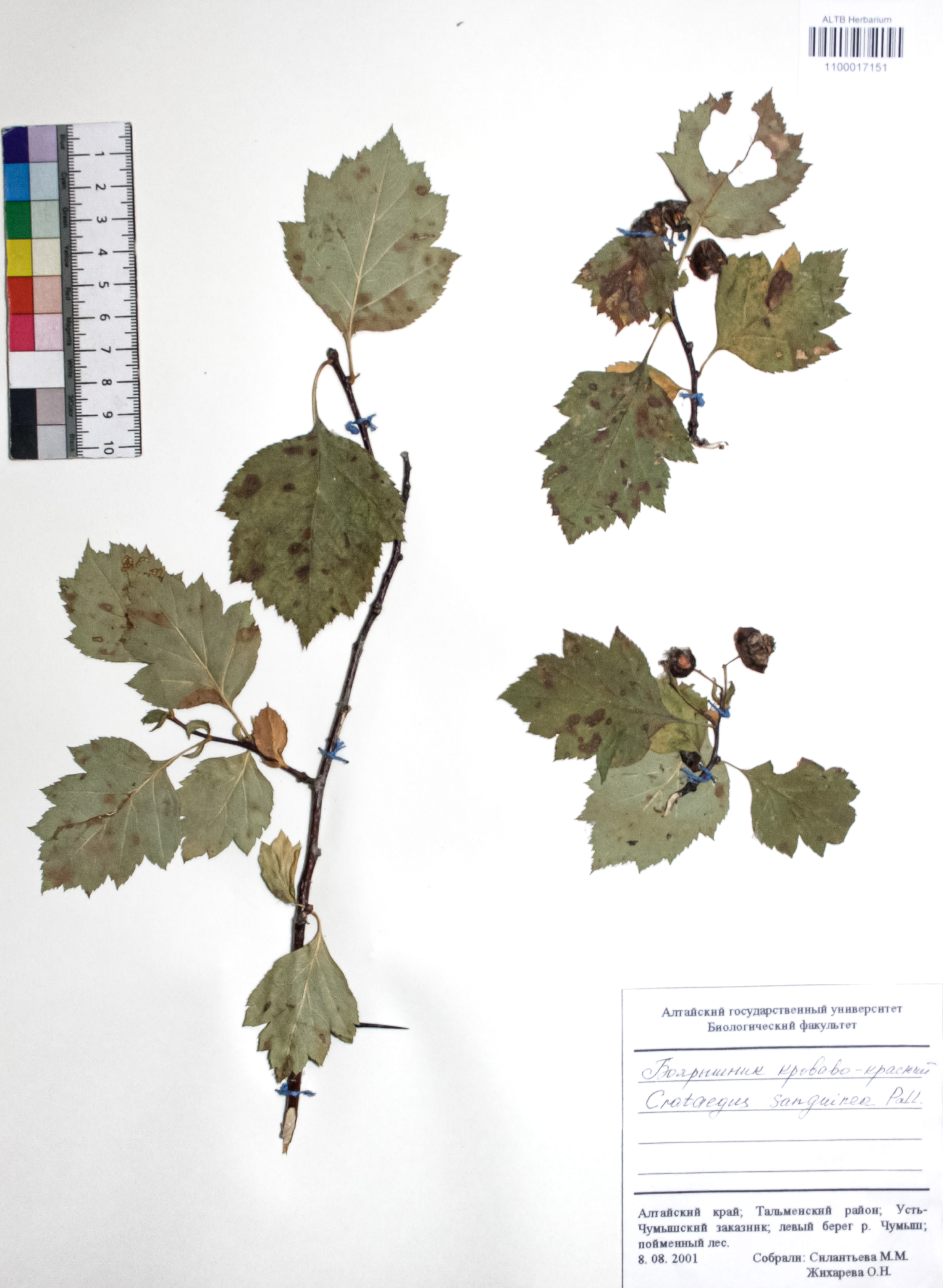 Crataegus sanguinea Pall.