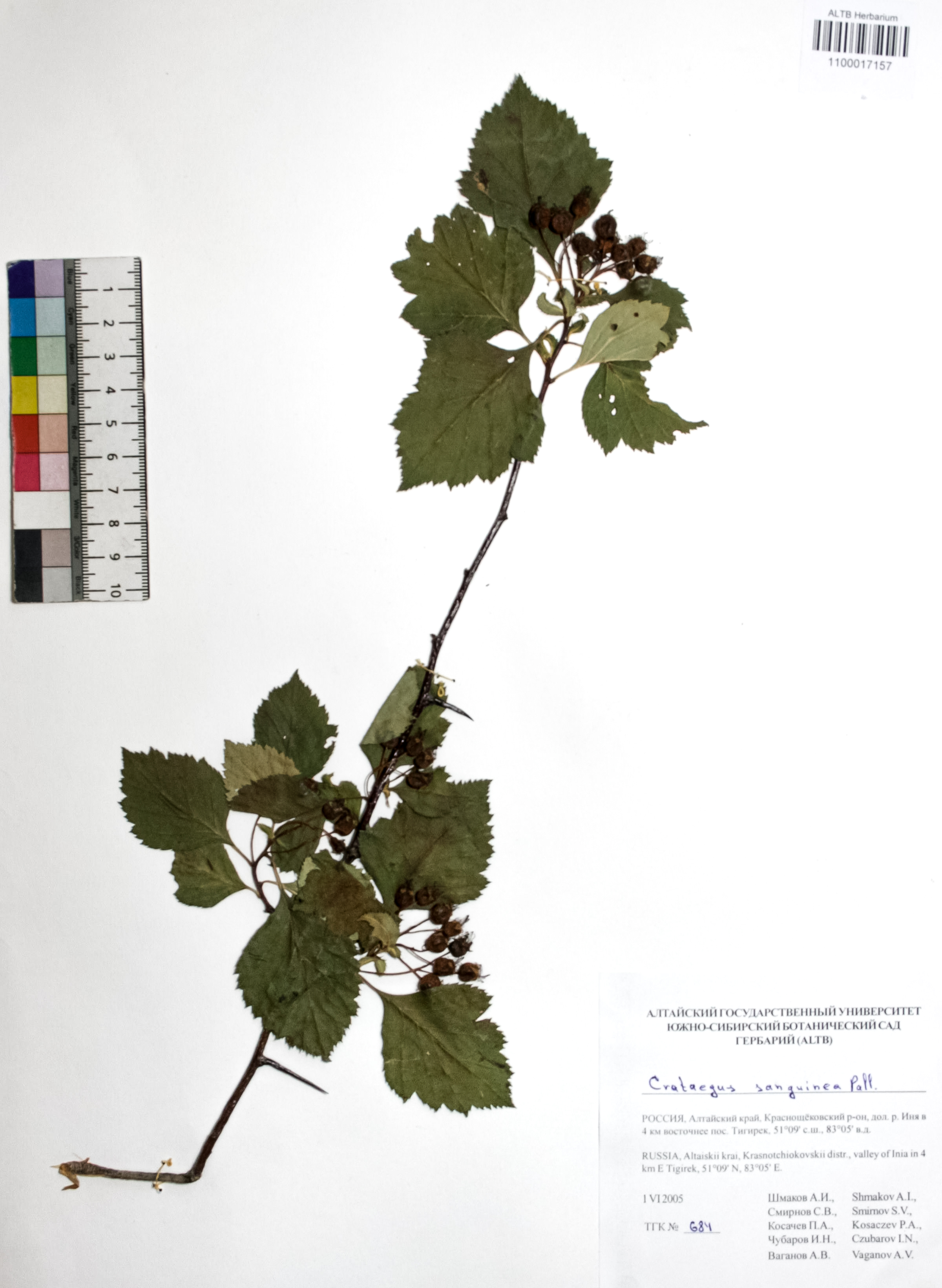 Crataegus sanguinea Pall.