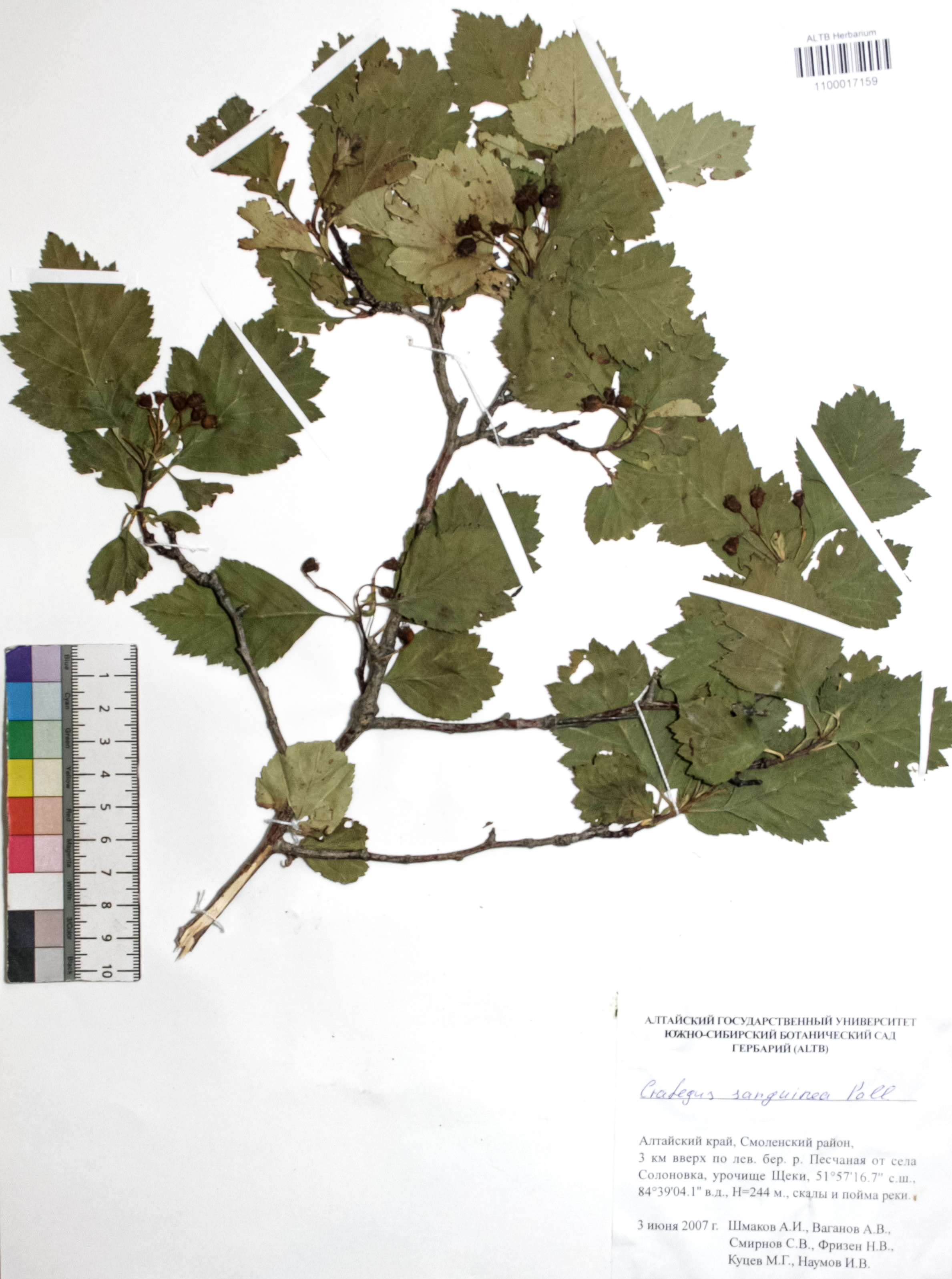 Crataegus sanguinea Pall.