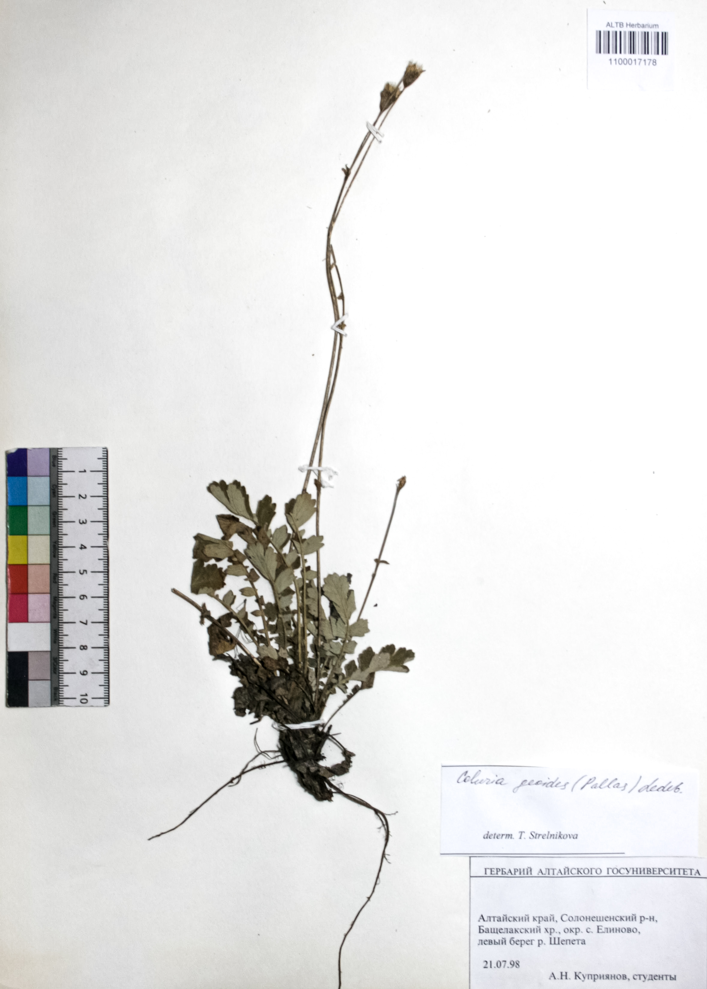 Coluria geoides (Pall.) Ledeb.