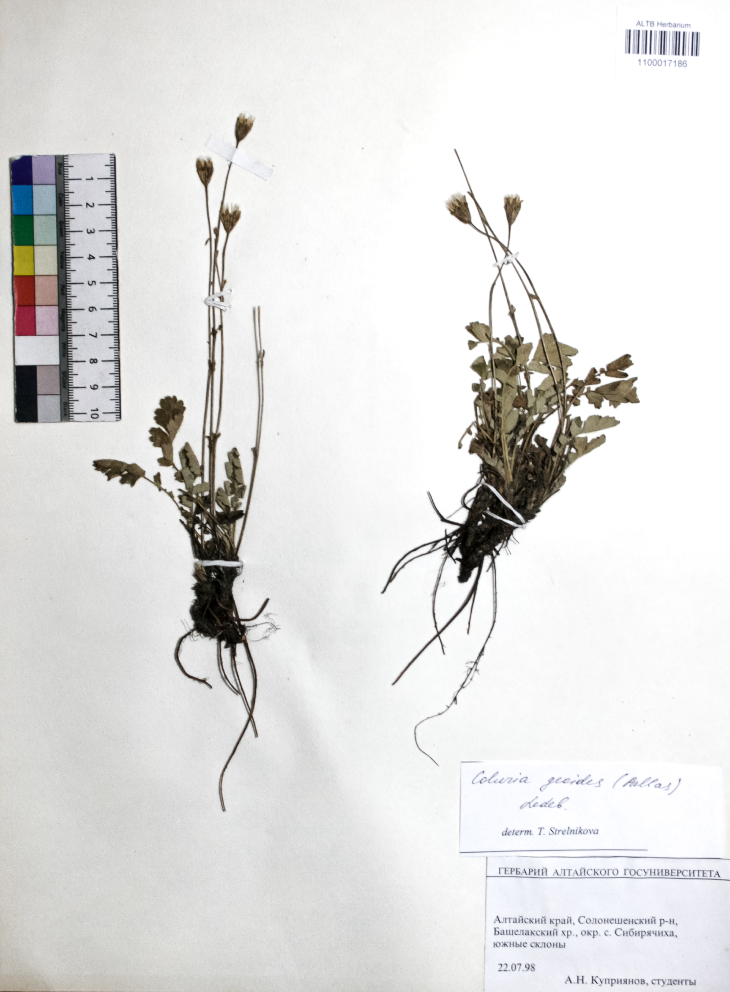 Coluria geoides (Pall.) Ledeb.