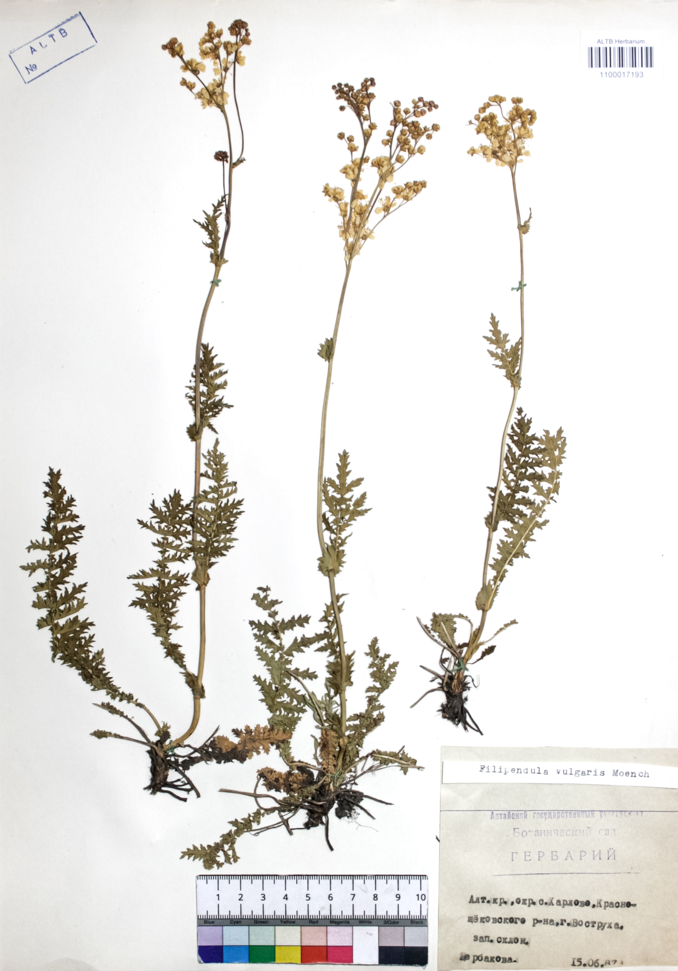 Filipendula vulgaris Moench