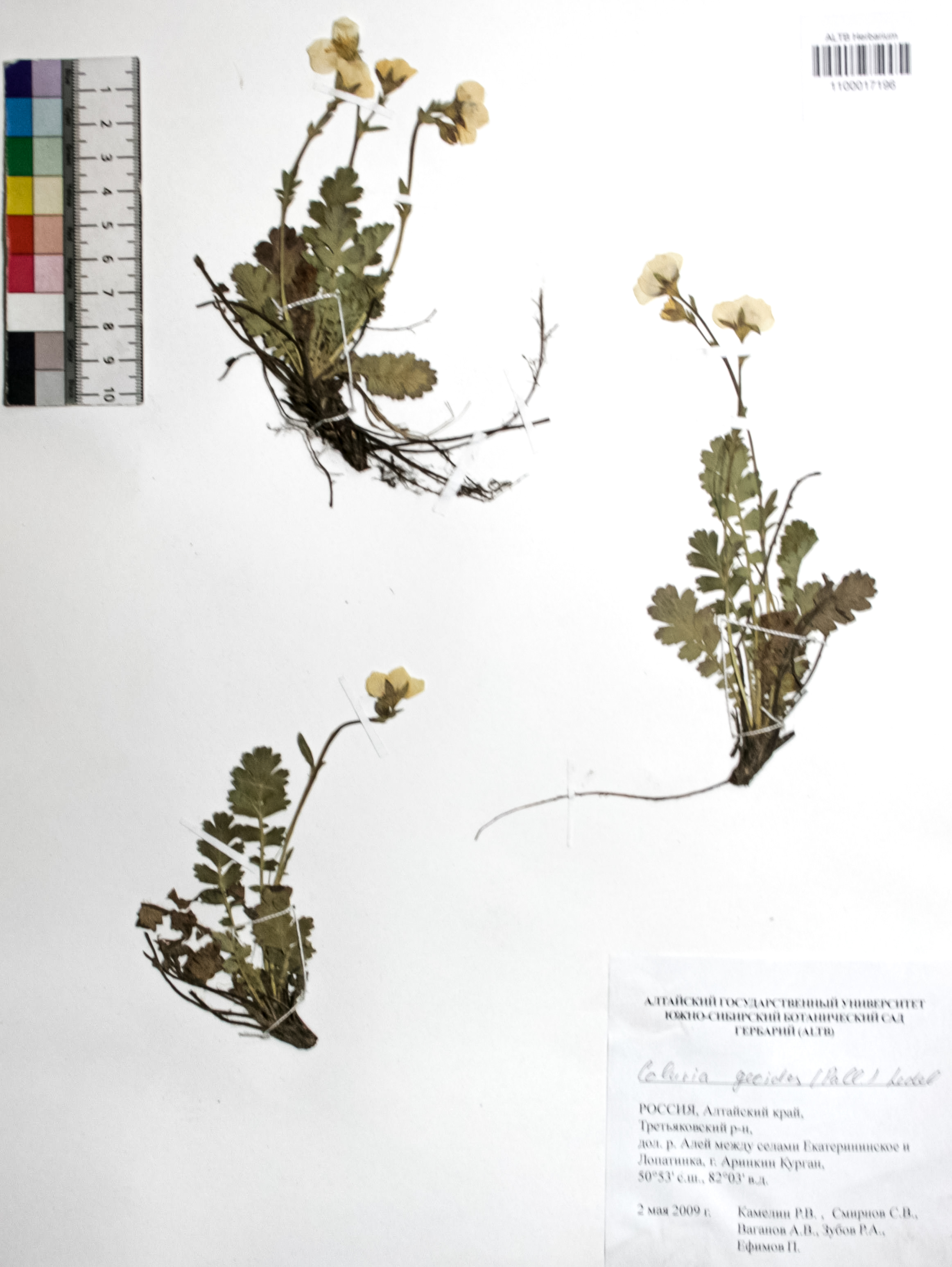 Coluria geoides (Pall.) Ledeb.
