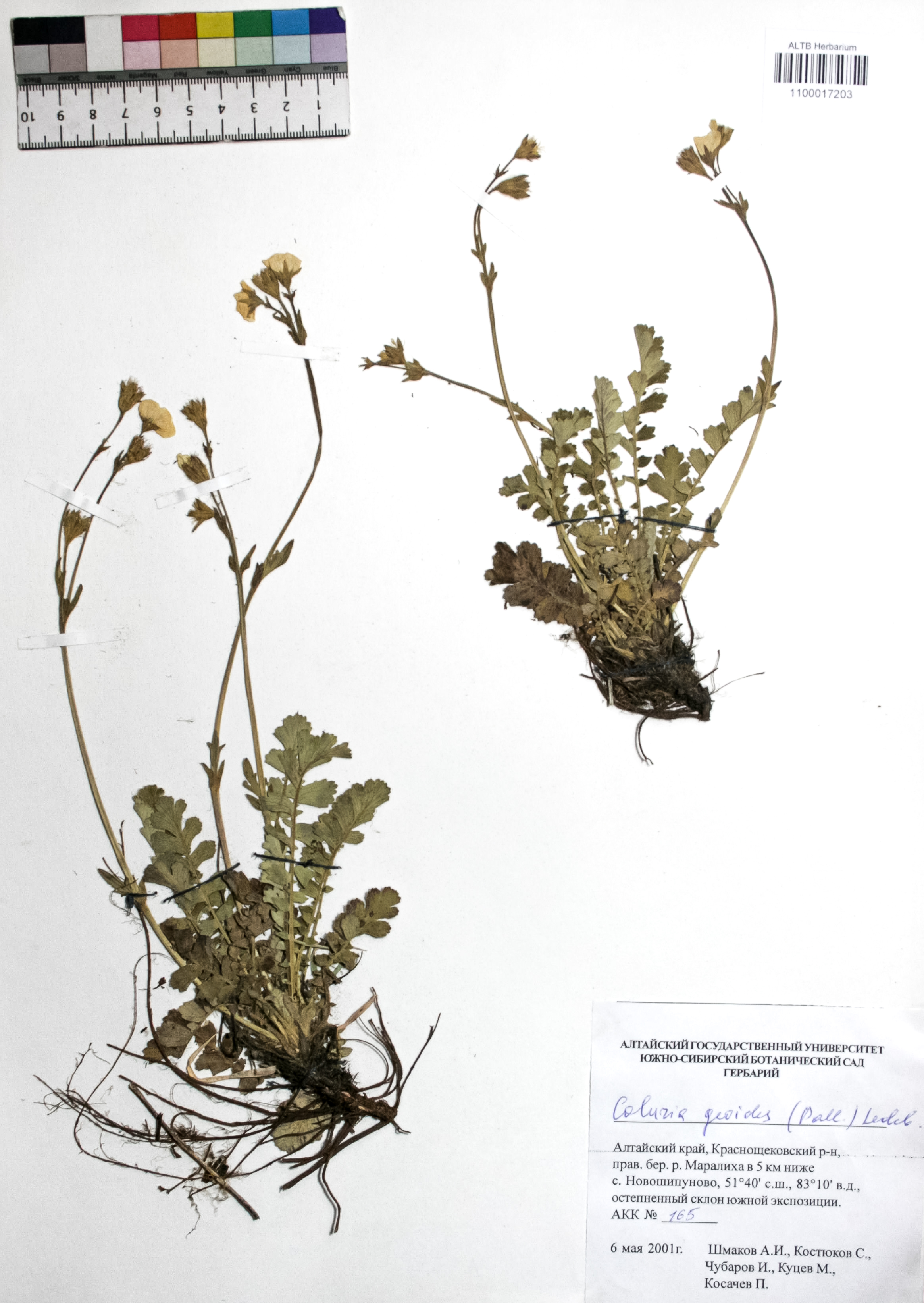 Coluria geoides (Pall.) Ledeb.