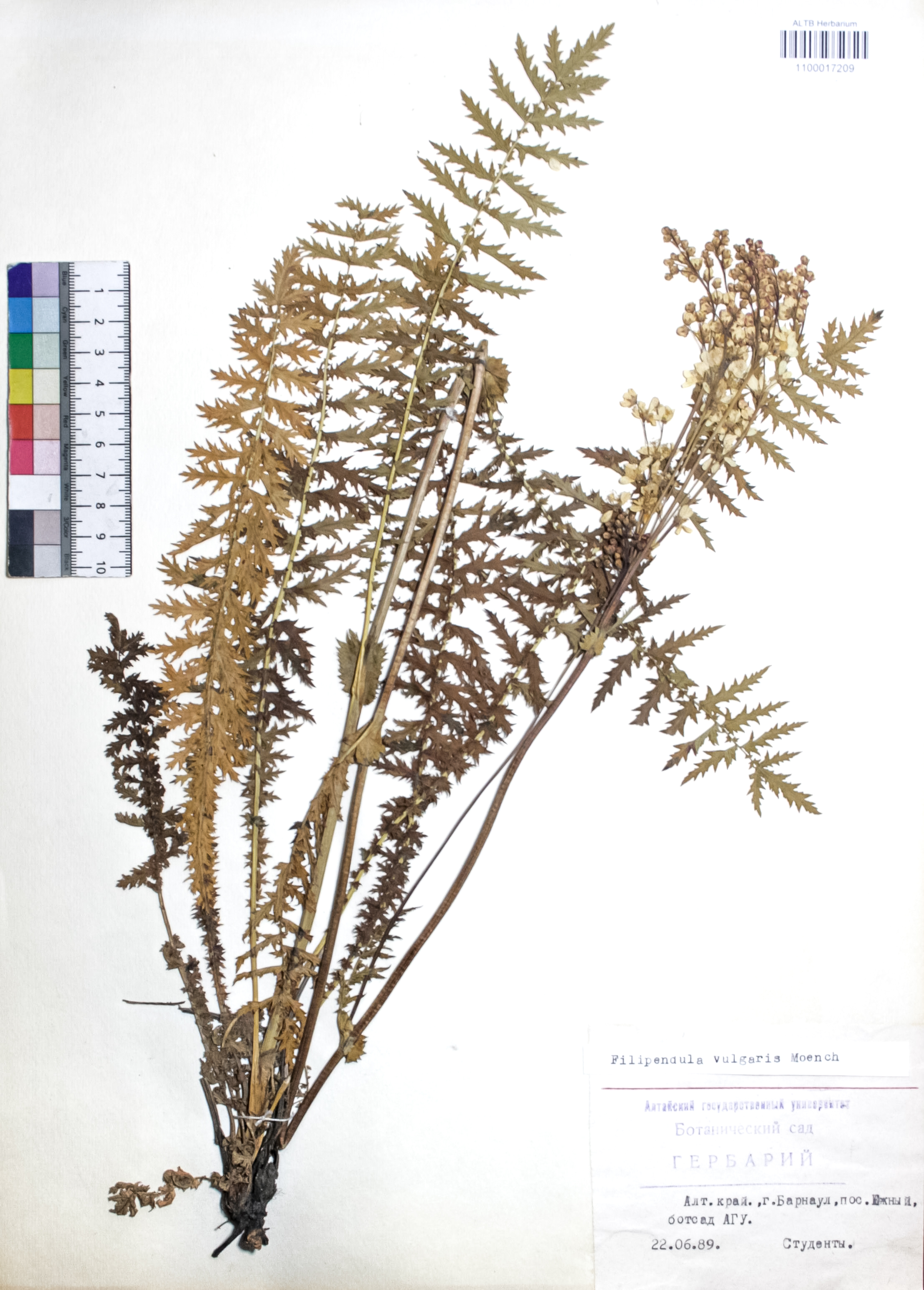 Filipendula vulgaris Moench