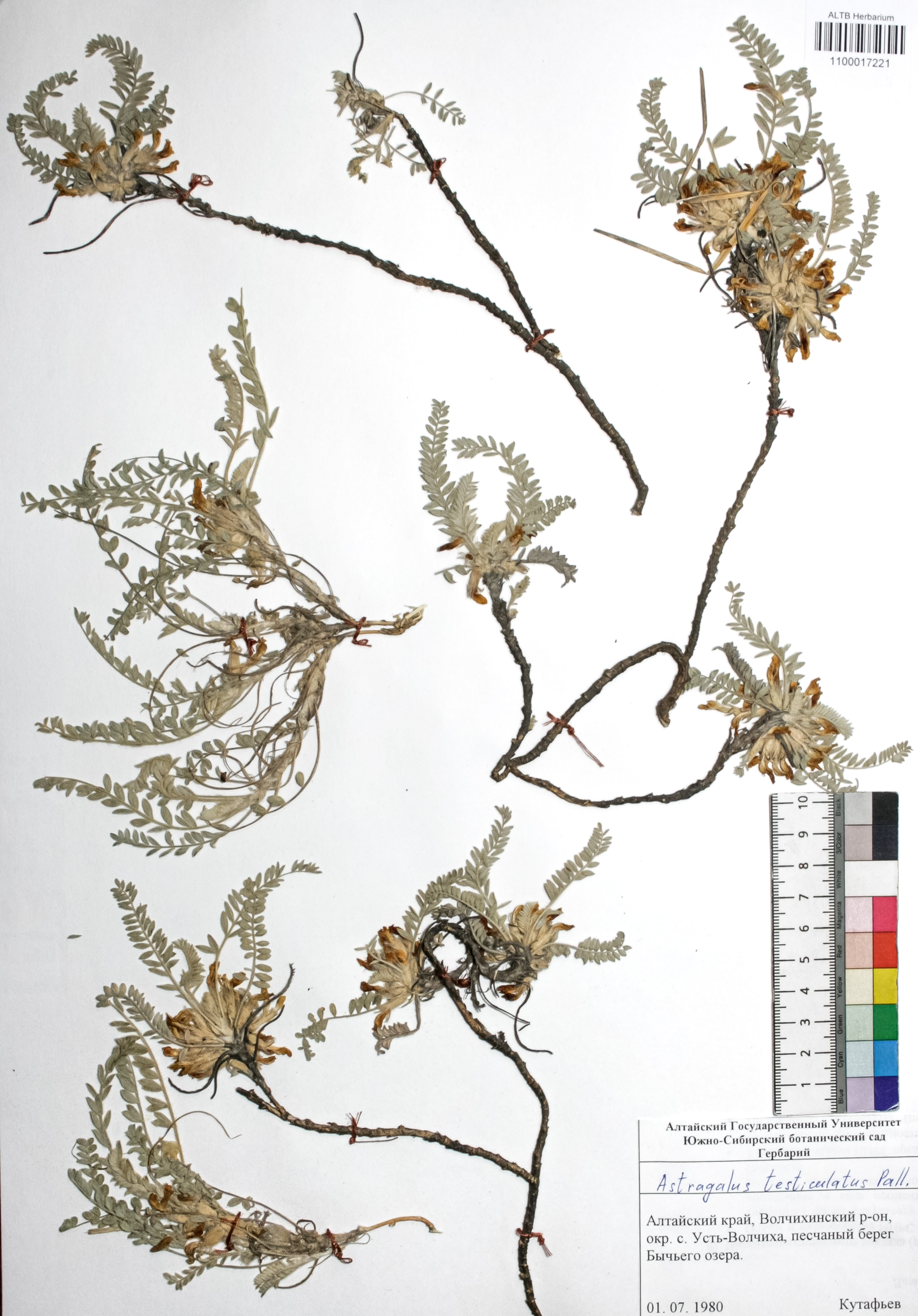 Astragalus testiculatus Pall. 