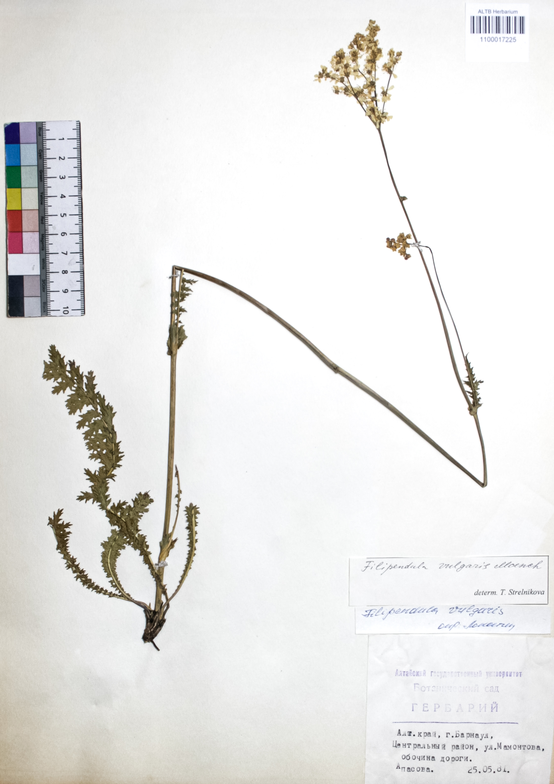 Filipendula vulgaris Moench