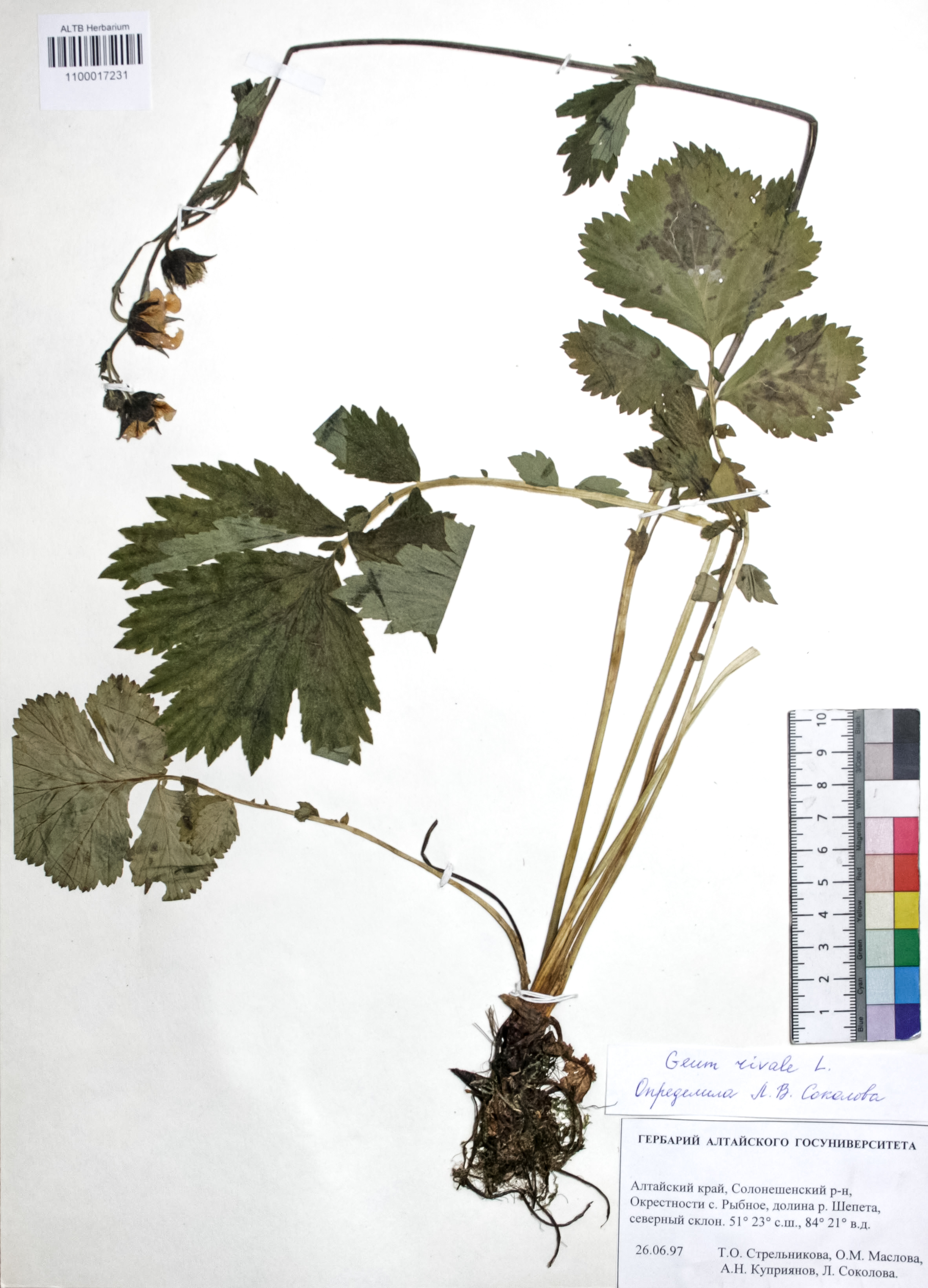 Geum rivale L.