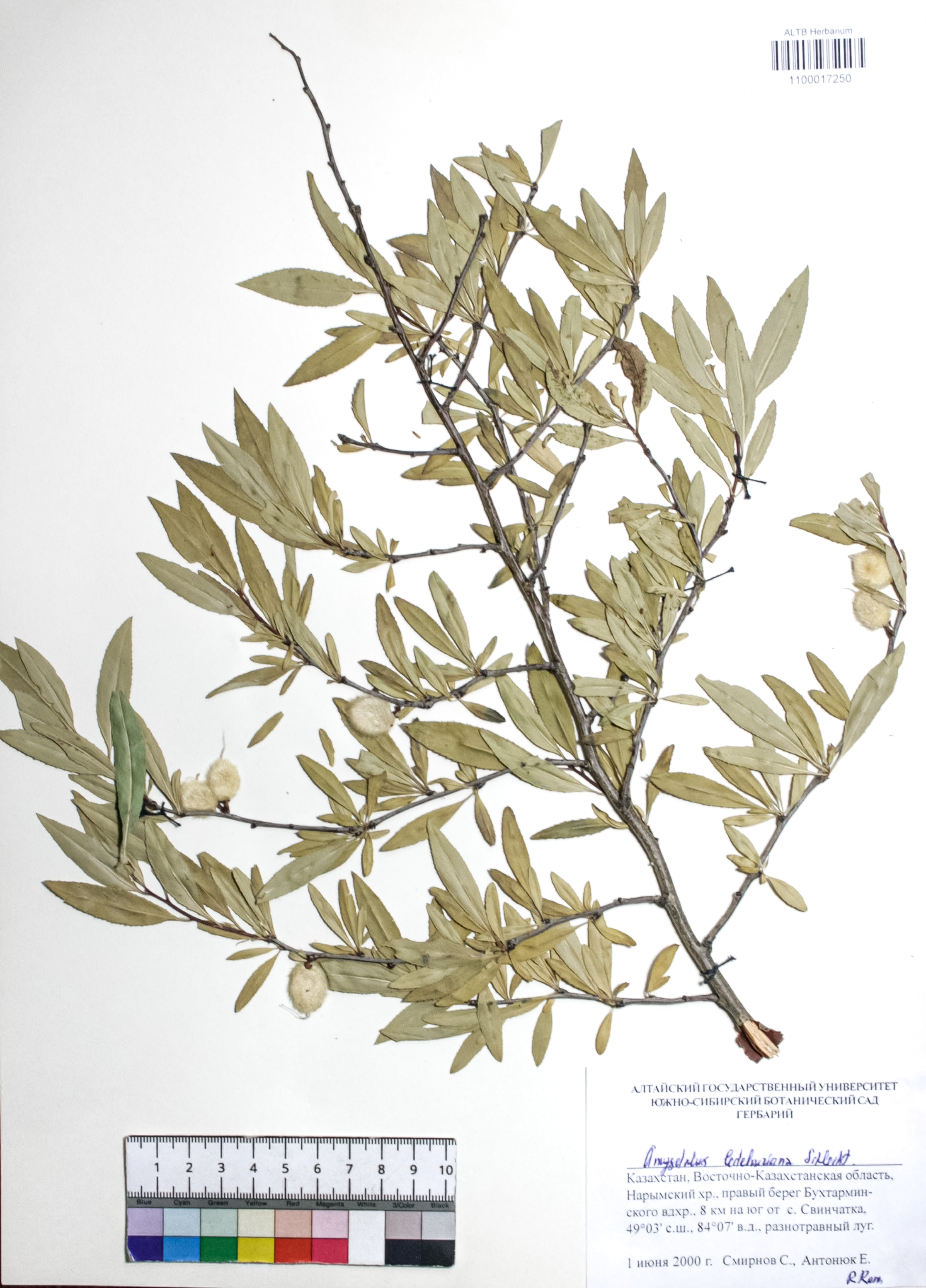 Amygdalus ledebouriana Schlecht.  