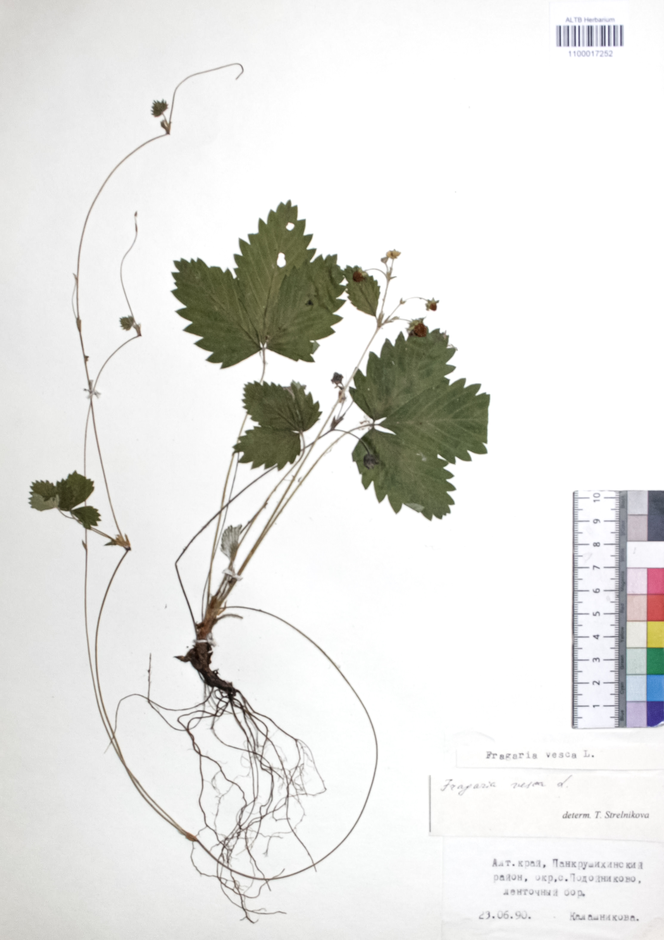 Fragaria vesca L.