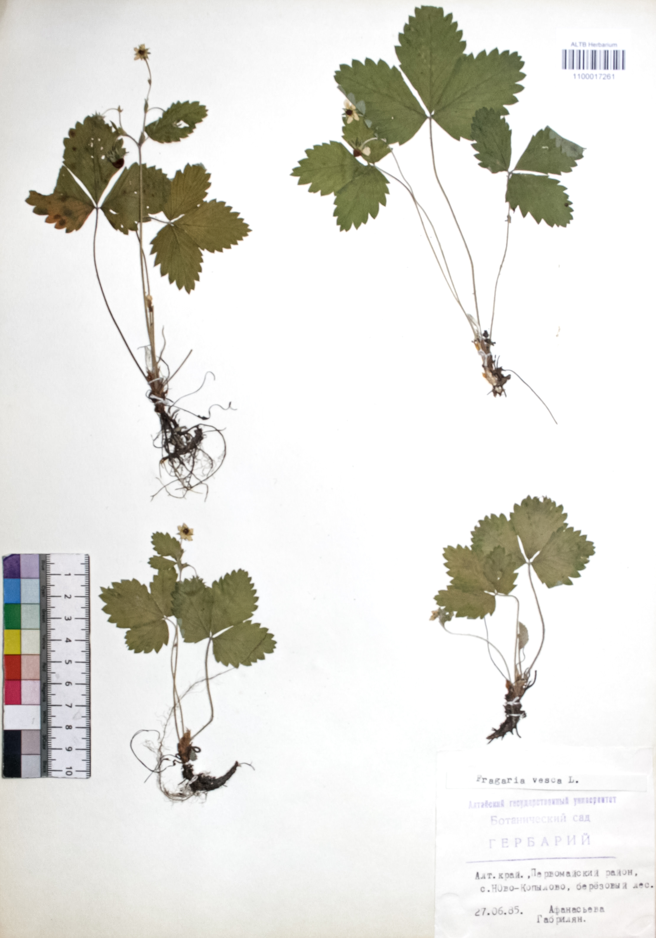 Fragaria vesca L.