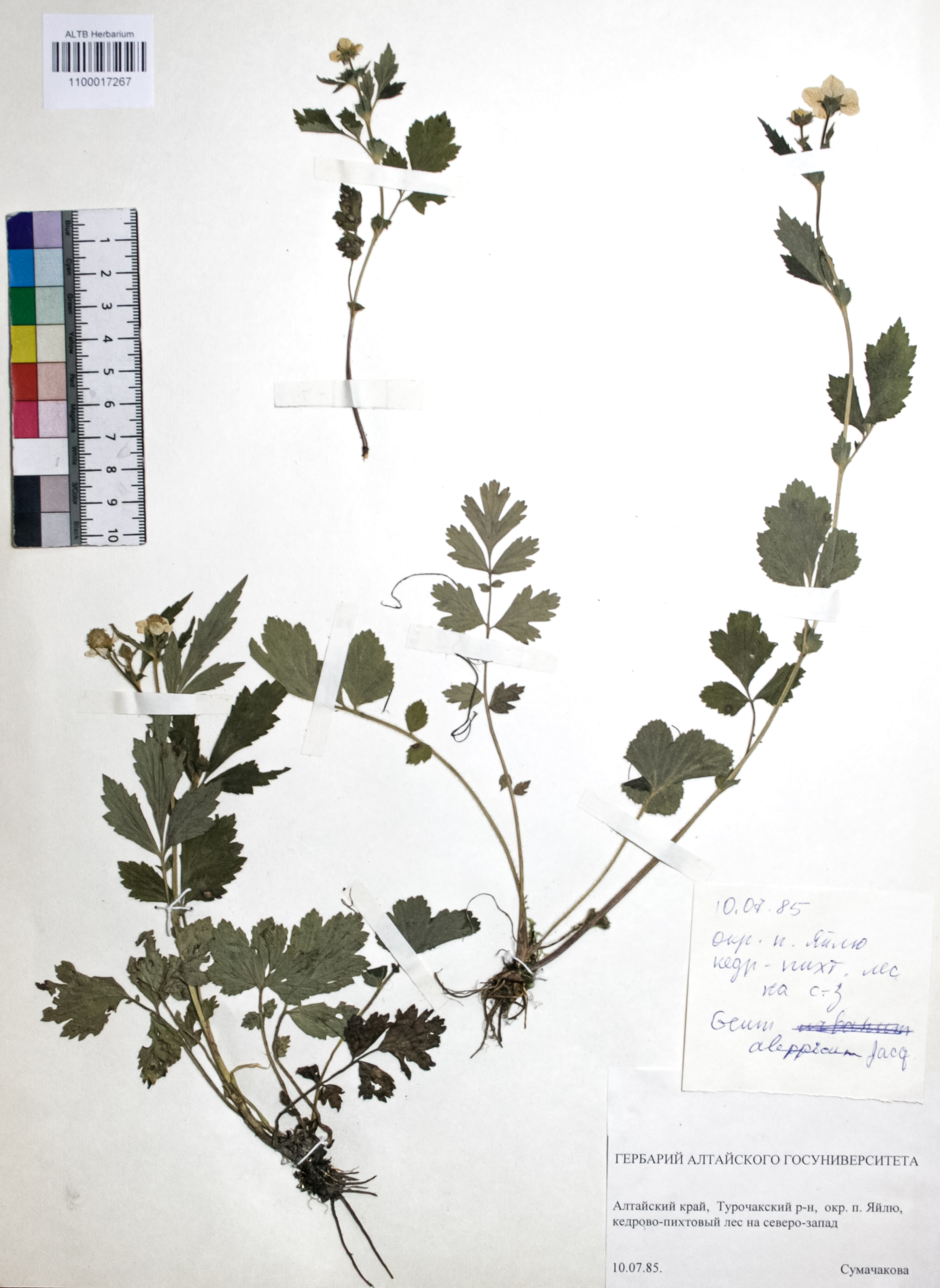 Geum aleppicum Jacq.