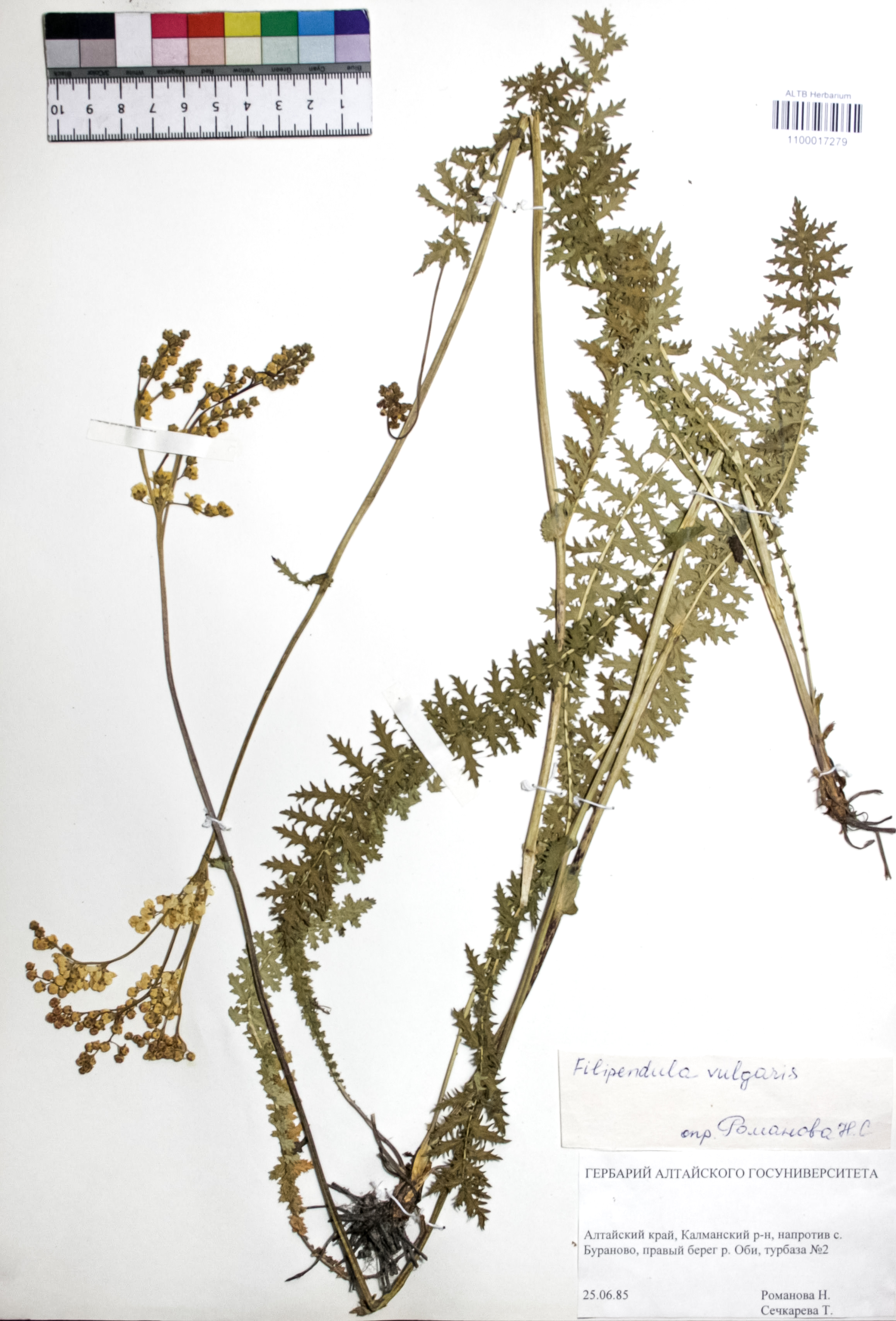 Filipendula vulgaris Moench