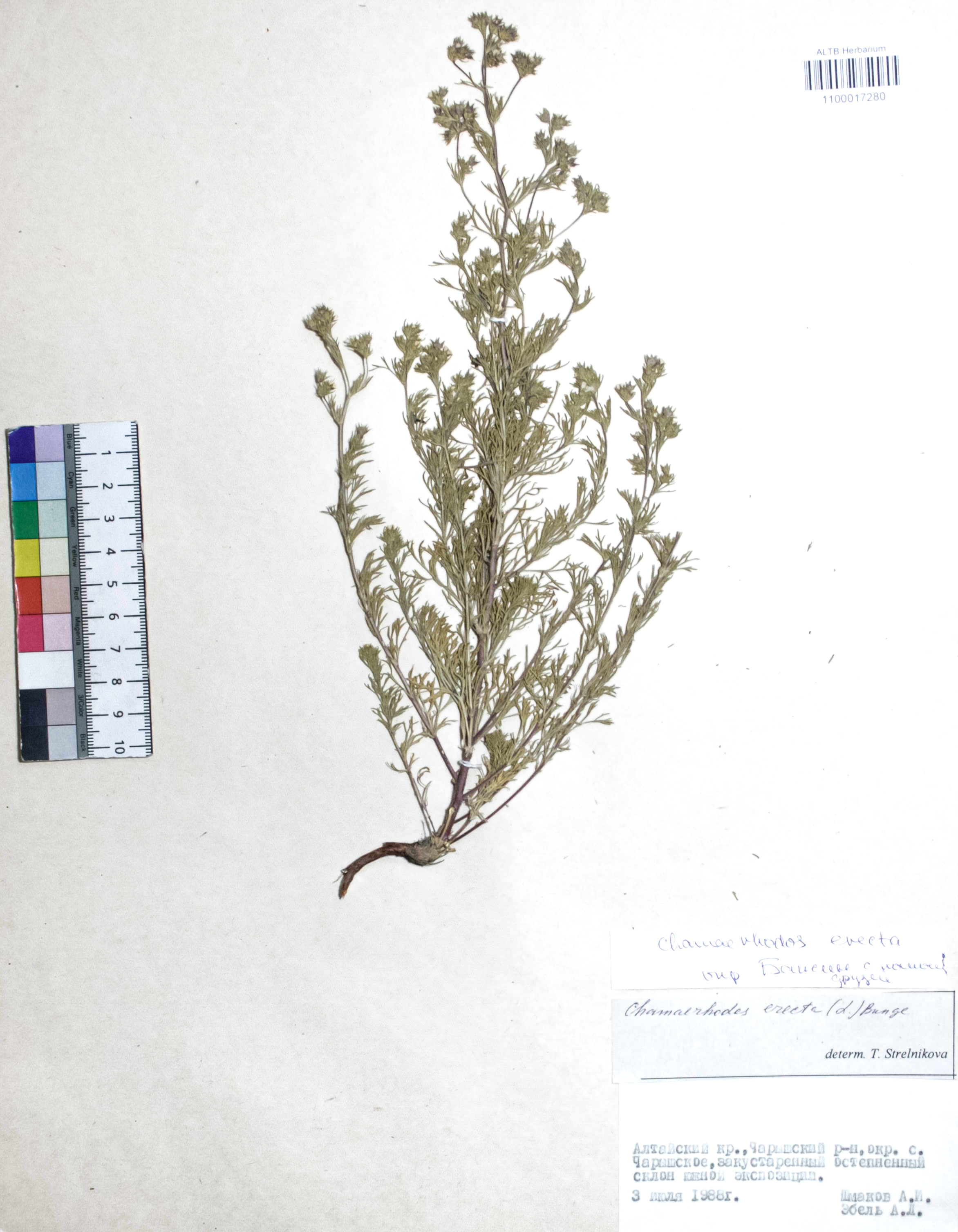 Chamaerhodos erecta (L.) Bunge