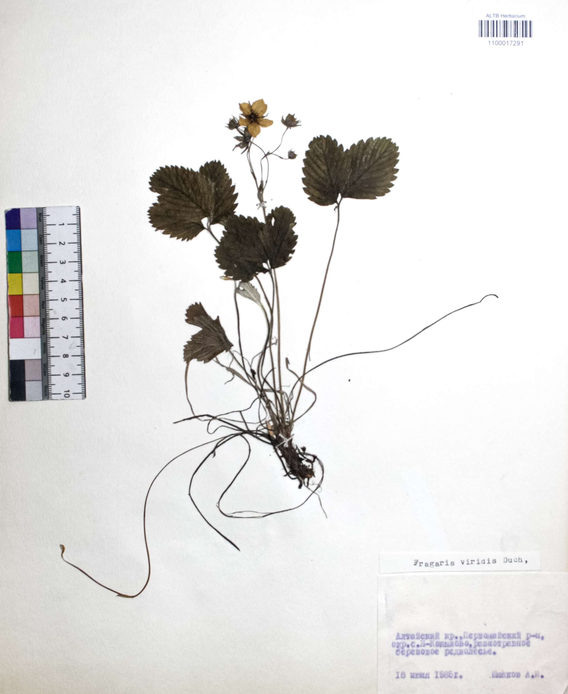 Fragaria viridis Weston