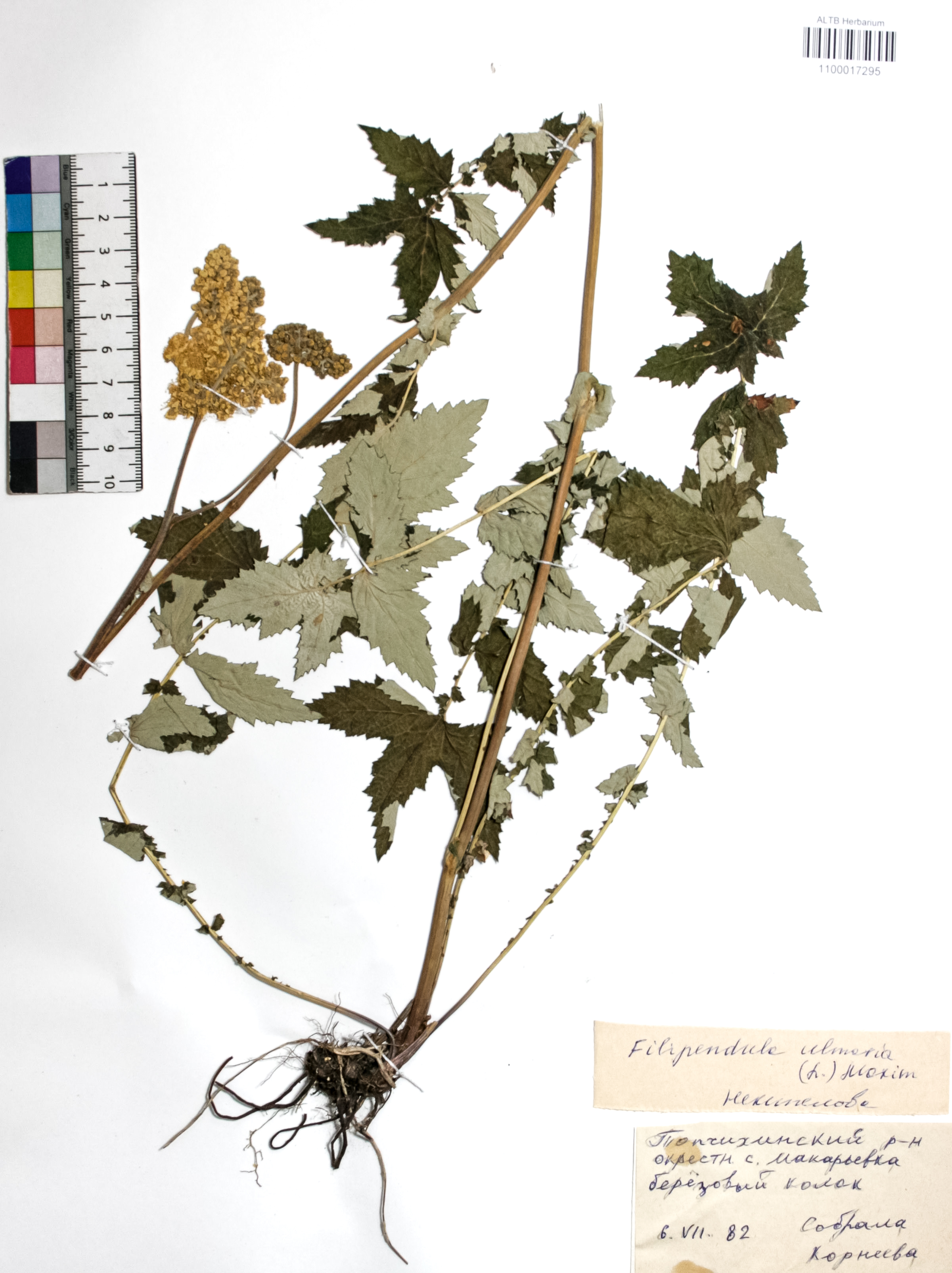 Filipendula ulmaria (L.) Maxim.