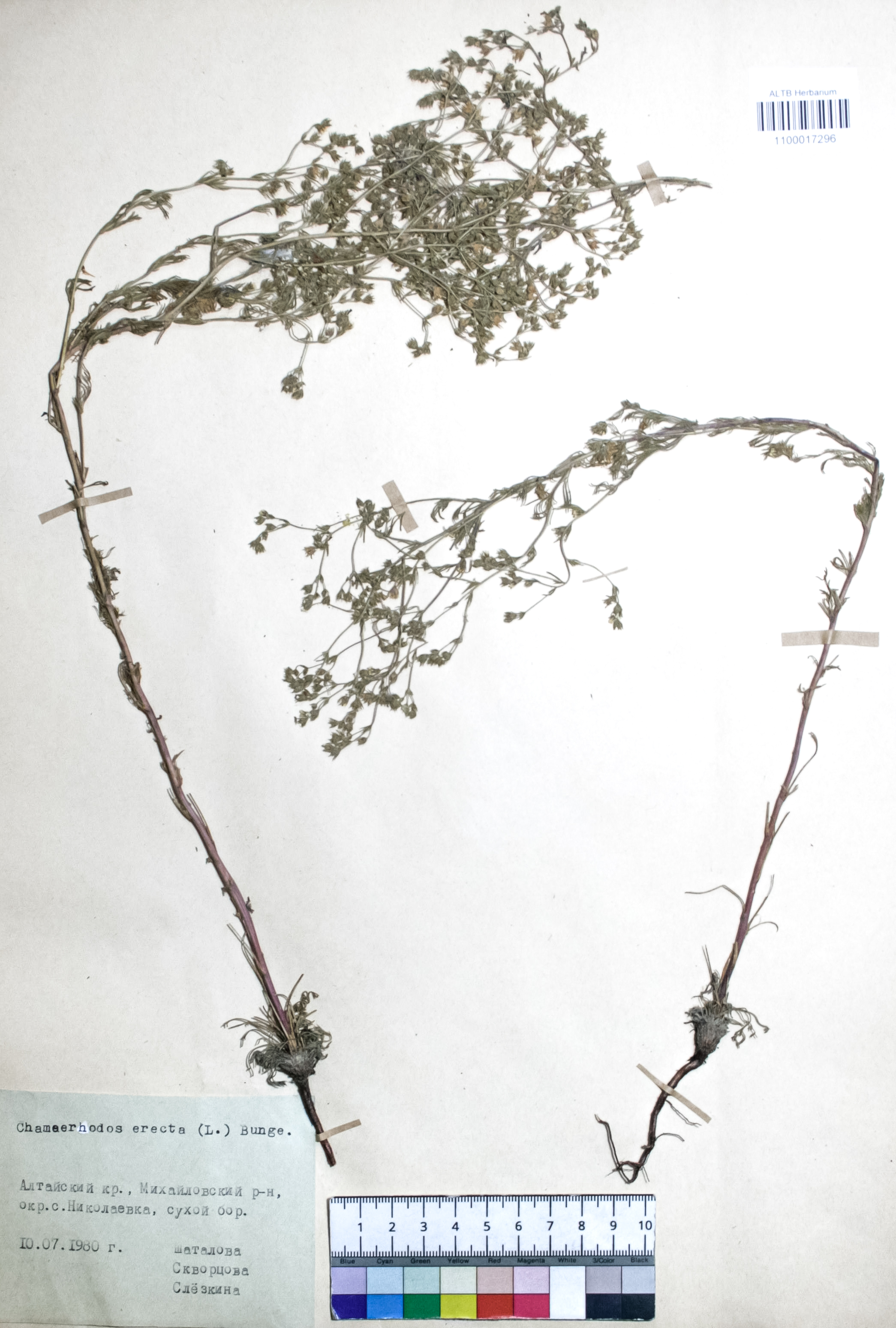 Chamaerhodos erecta (L.) Bunge