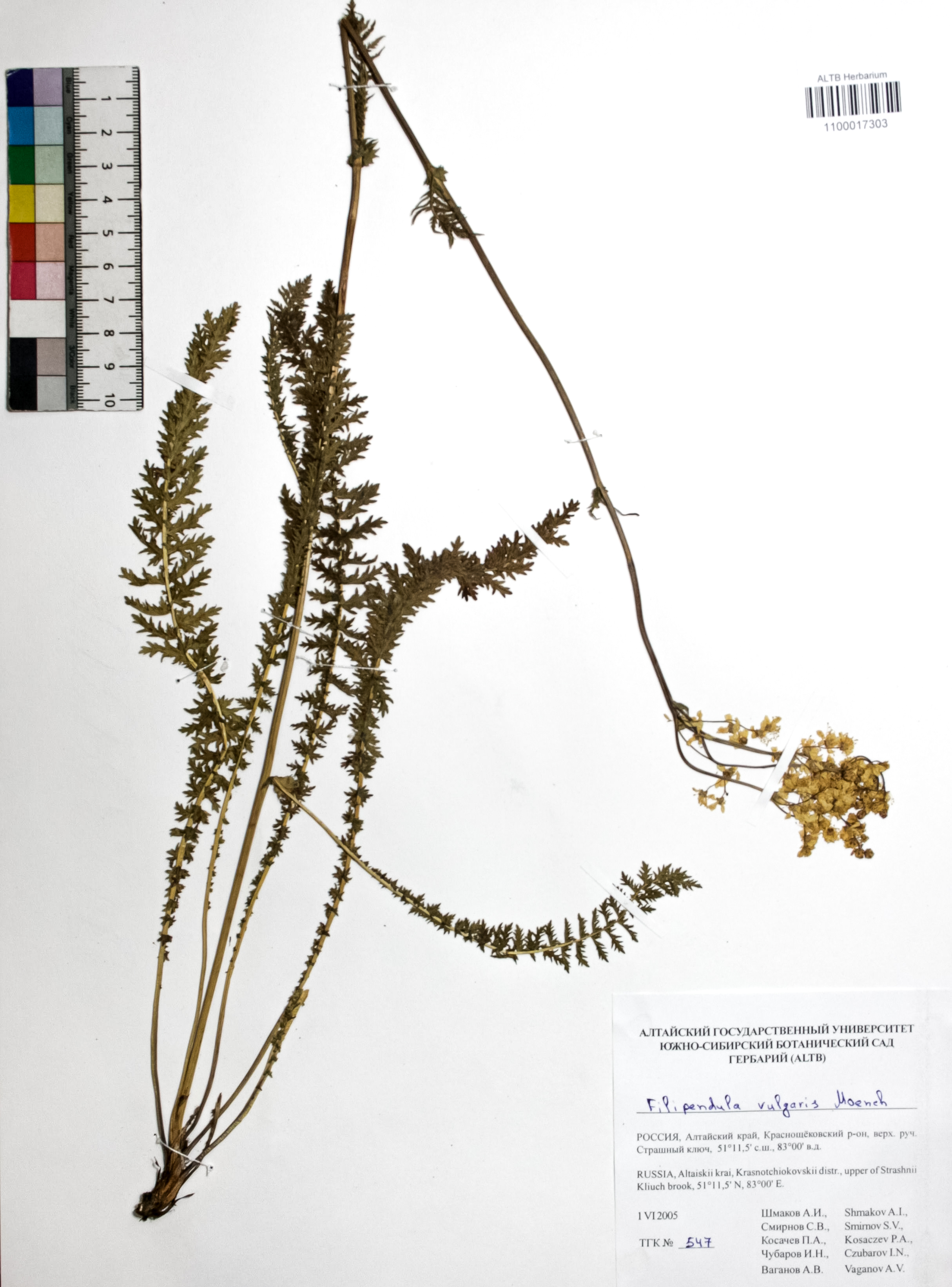 Filipendula vulgaris Moench
