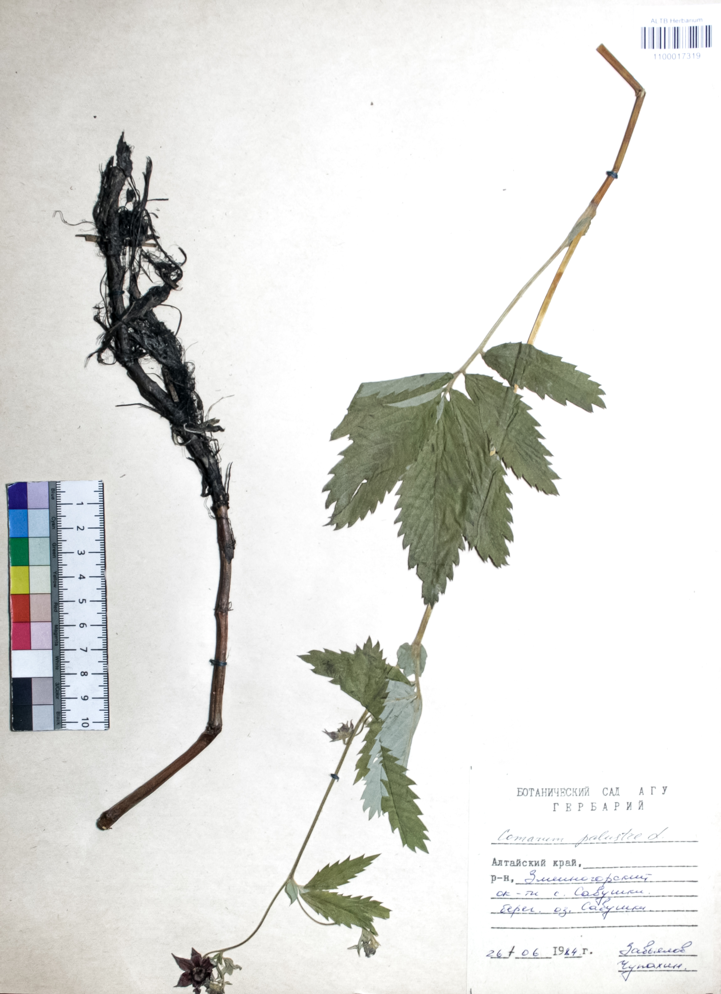 Comarum palustre L.