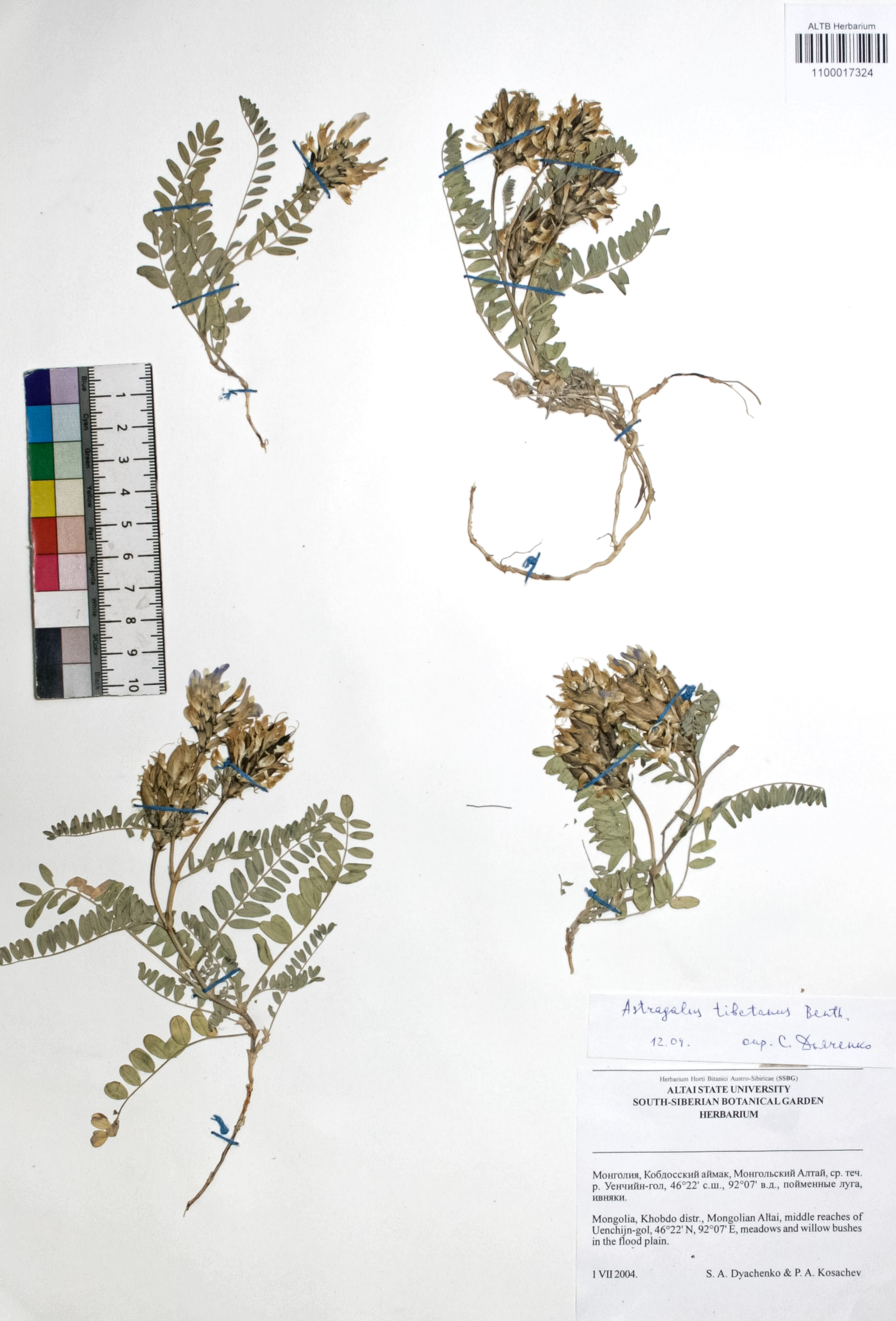 Astragalus tibetanus Benth. ex Bunge