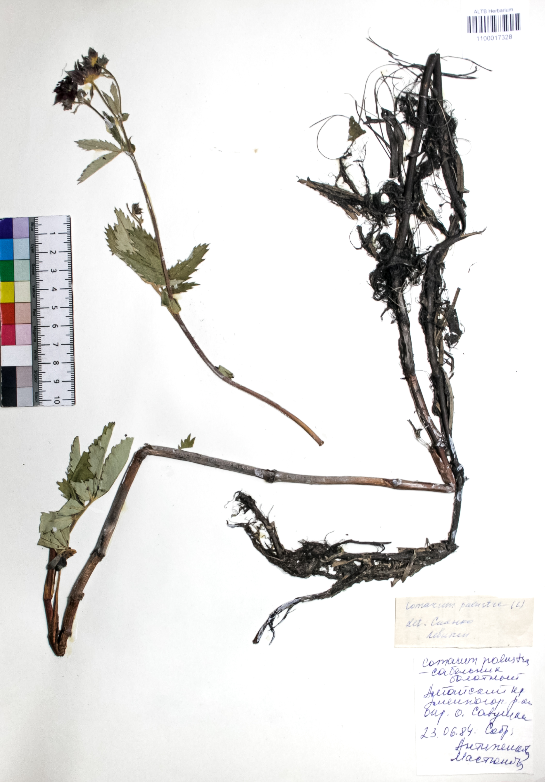 Comarum palustre L.