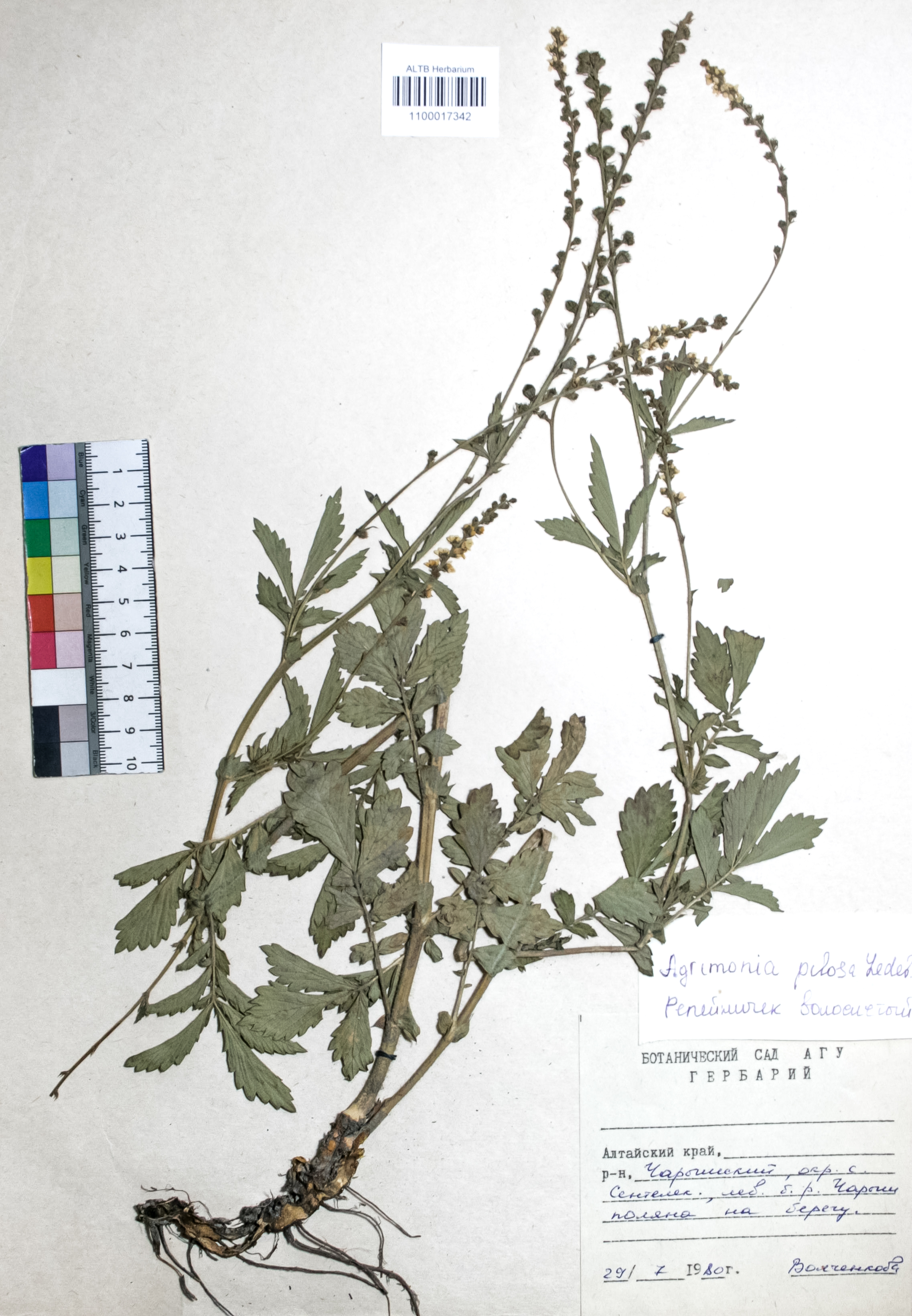 Agrimonia pilosa Ledeb.