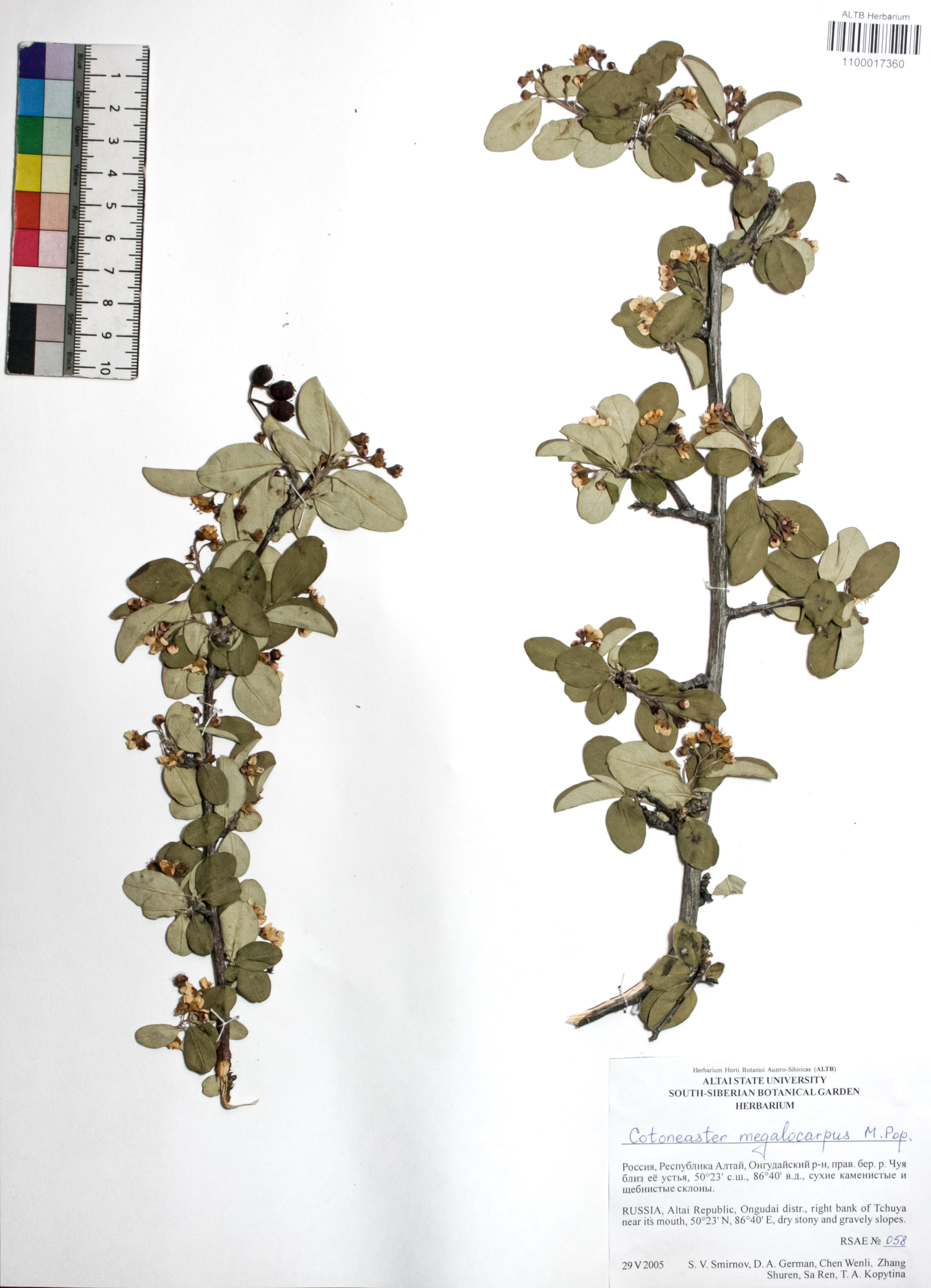 Cotoneaster melanocarpus Fisch. ex Blytt