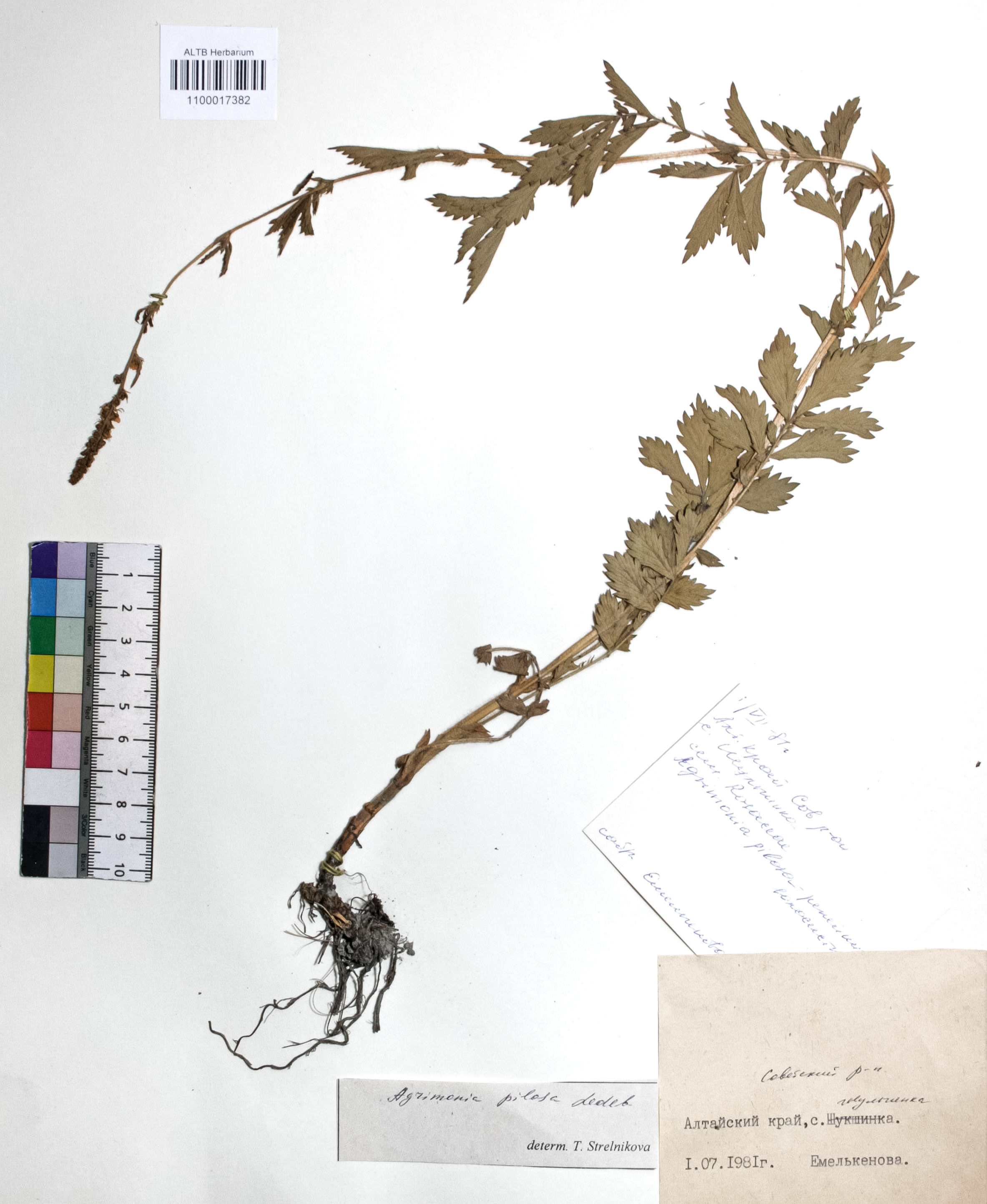 Agrimonia pilosa Ledeb.