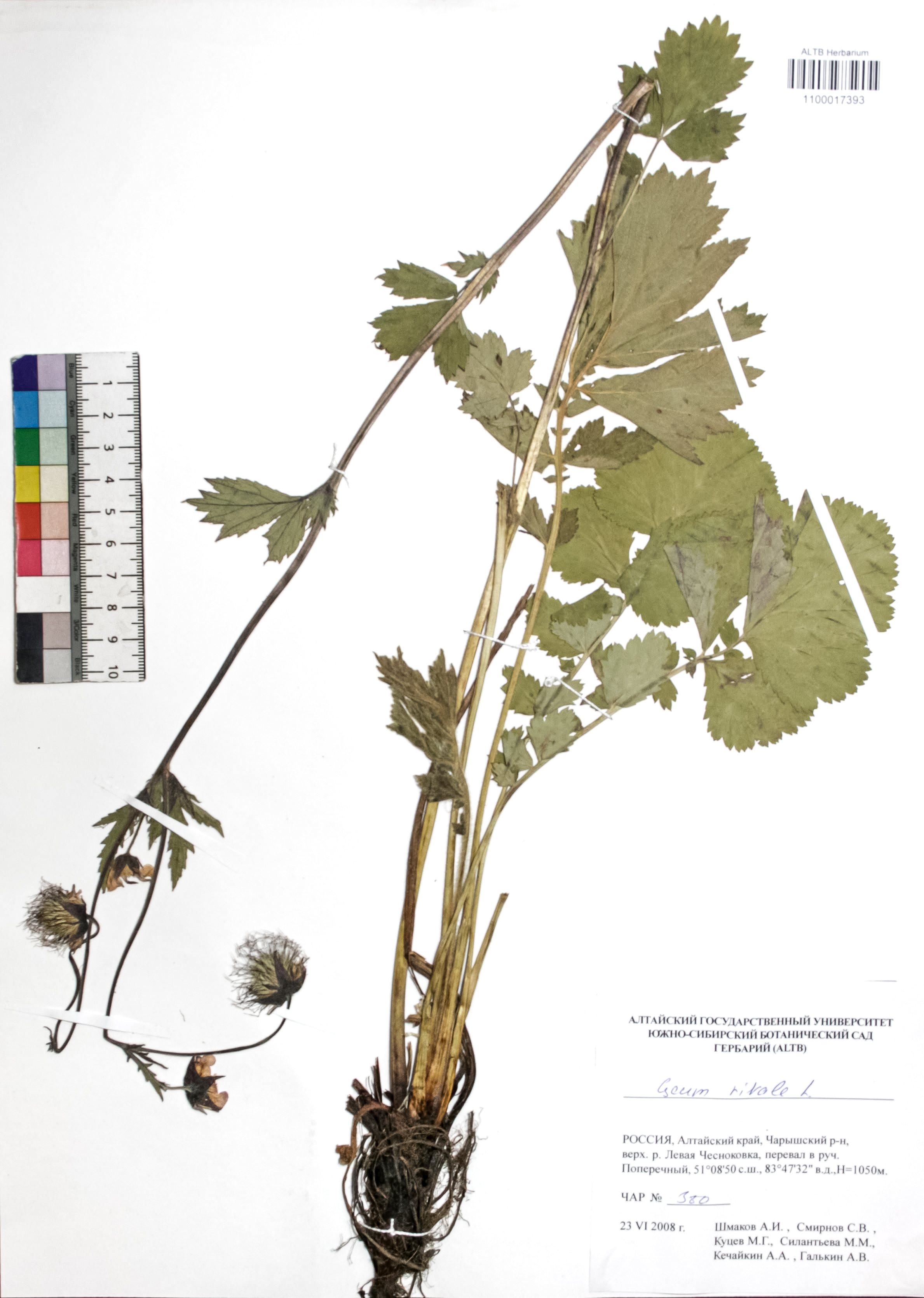 Geum rivale L.