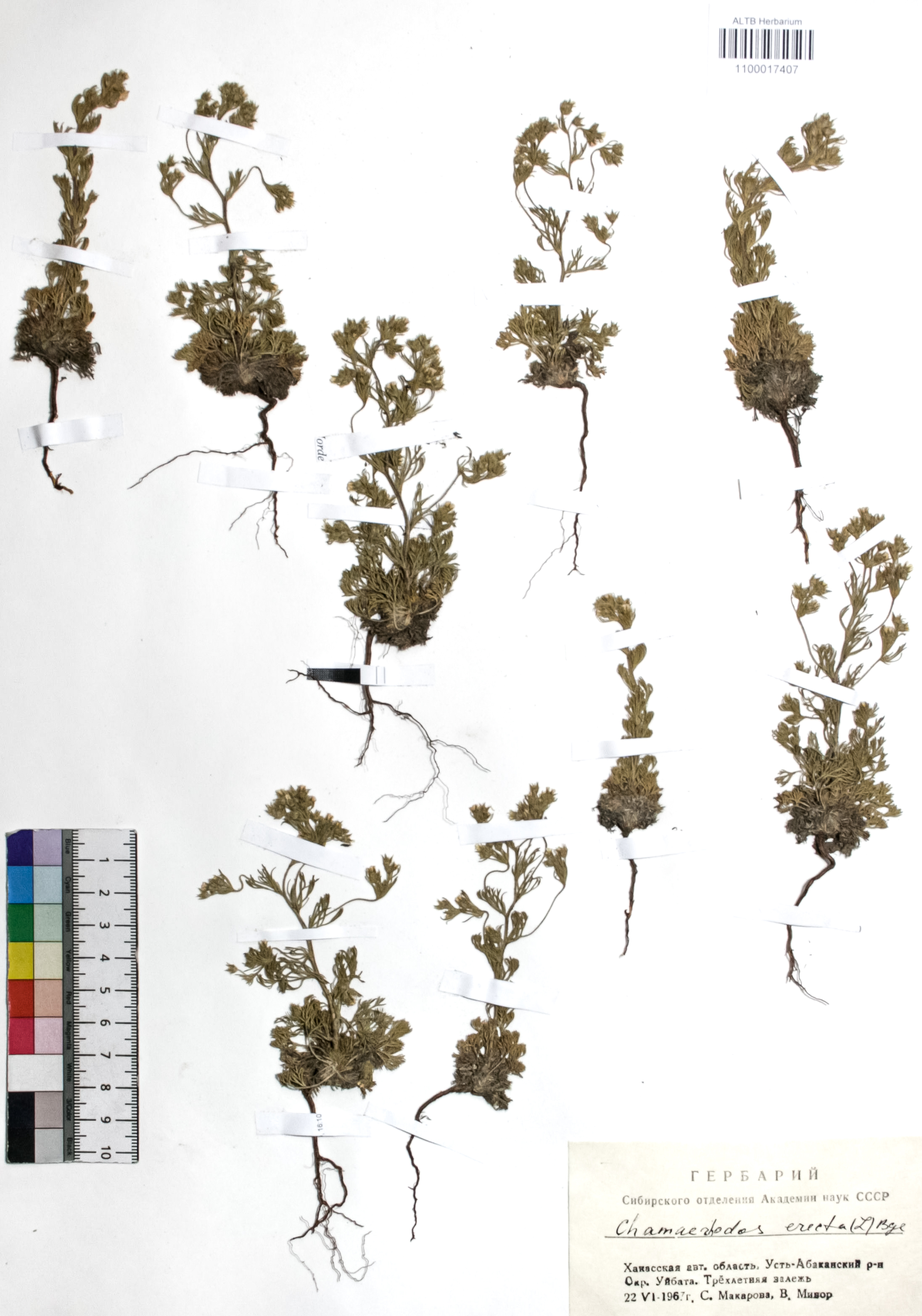 Chamaerhodos erecta (L.) Bunge