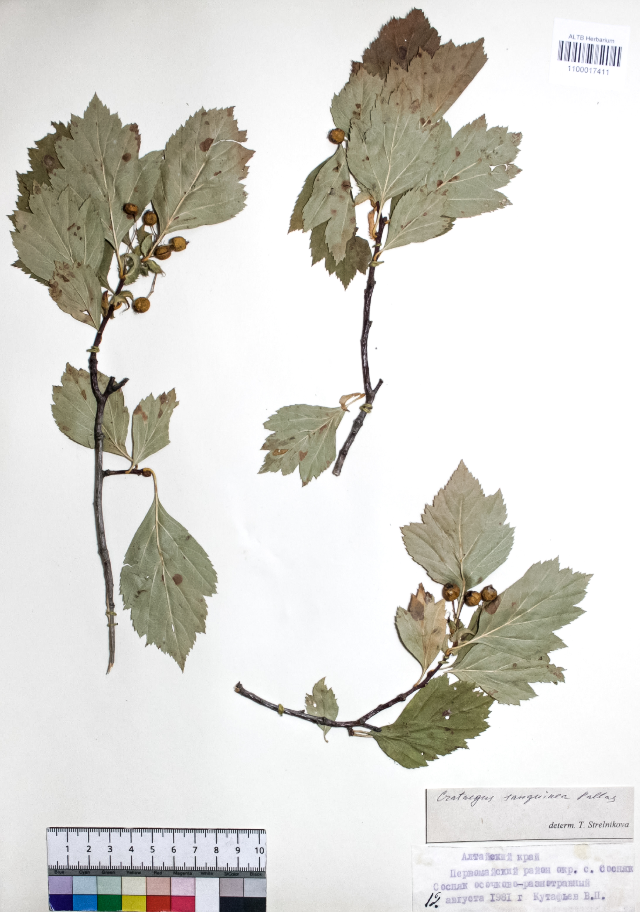 Crataegus sanguinea Pall.