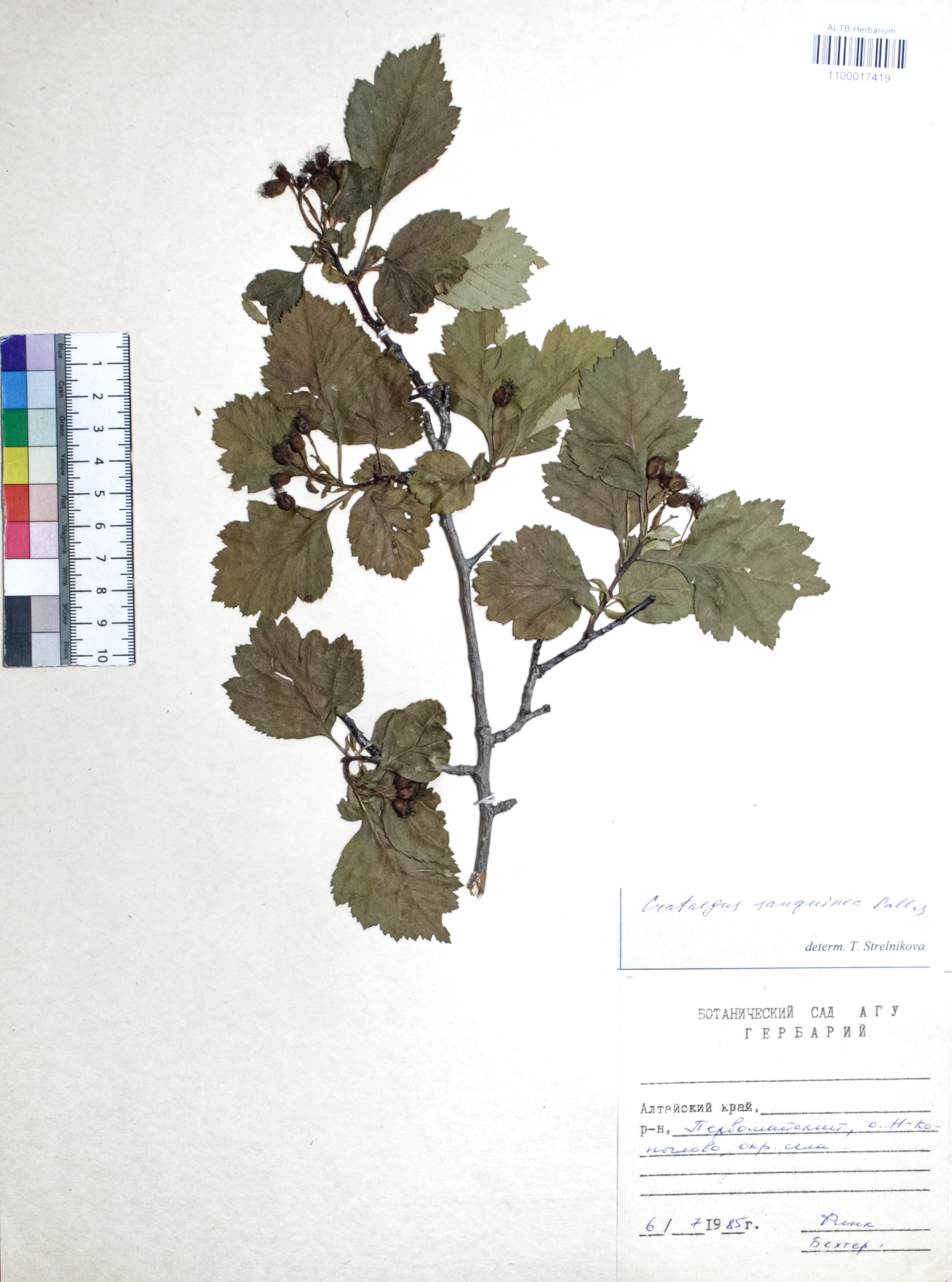 Crataegus sanguinea Pall.