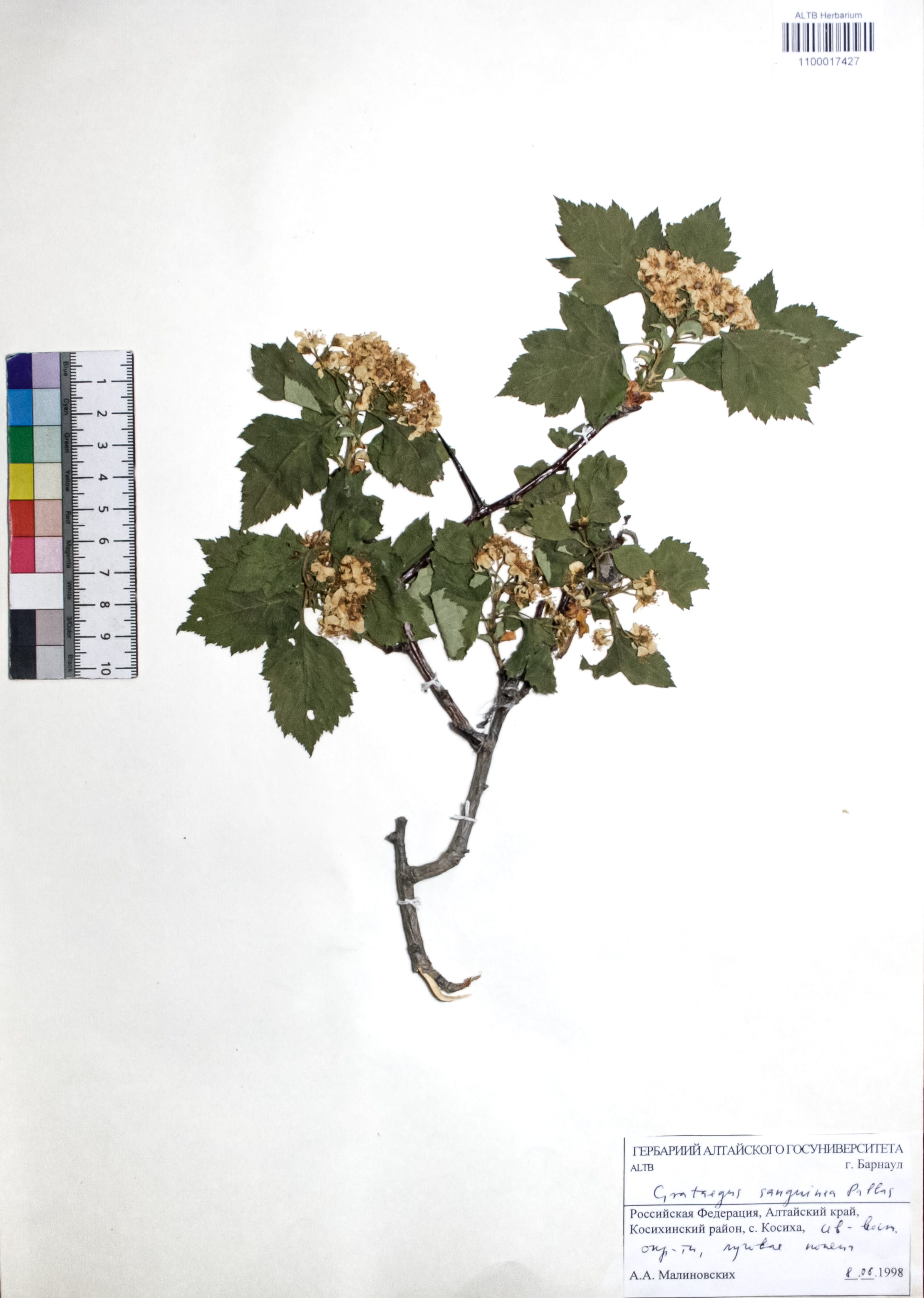 Crataegus sanguinea Pall.
