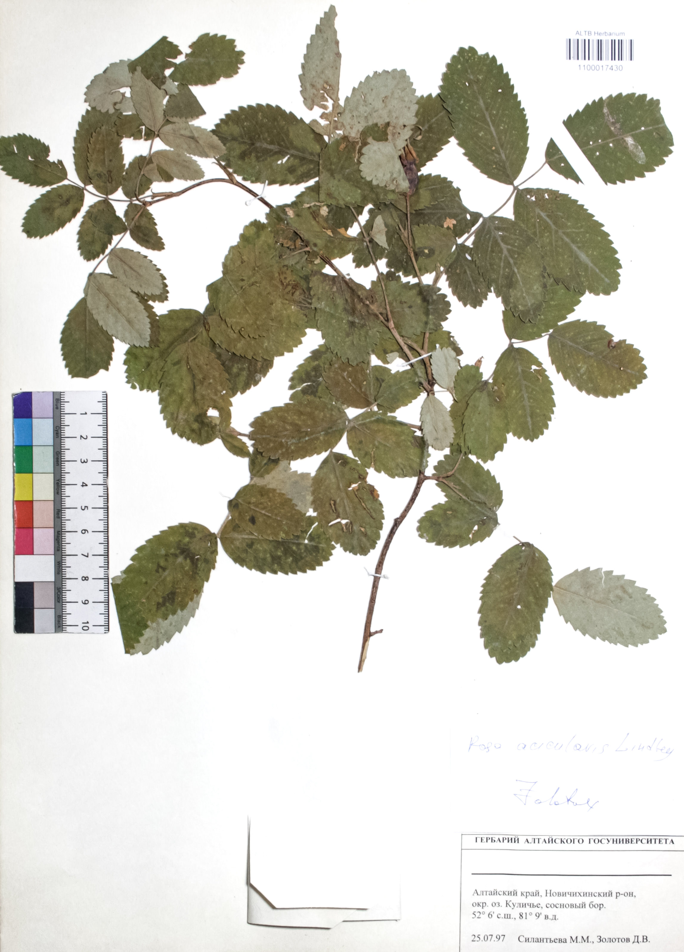 Rosa acicularis Lindl.