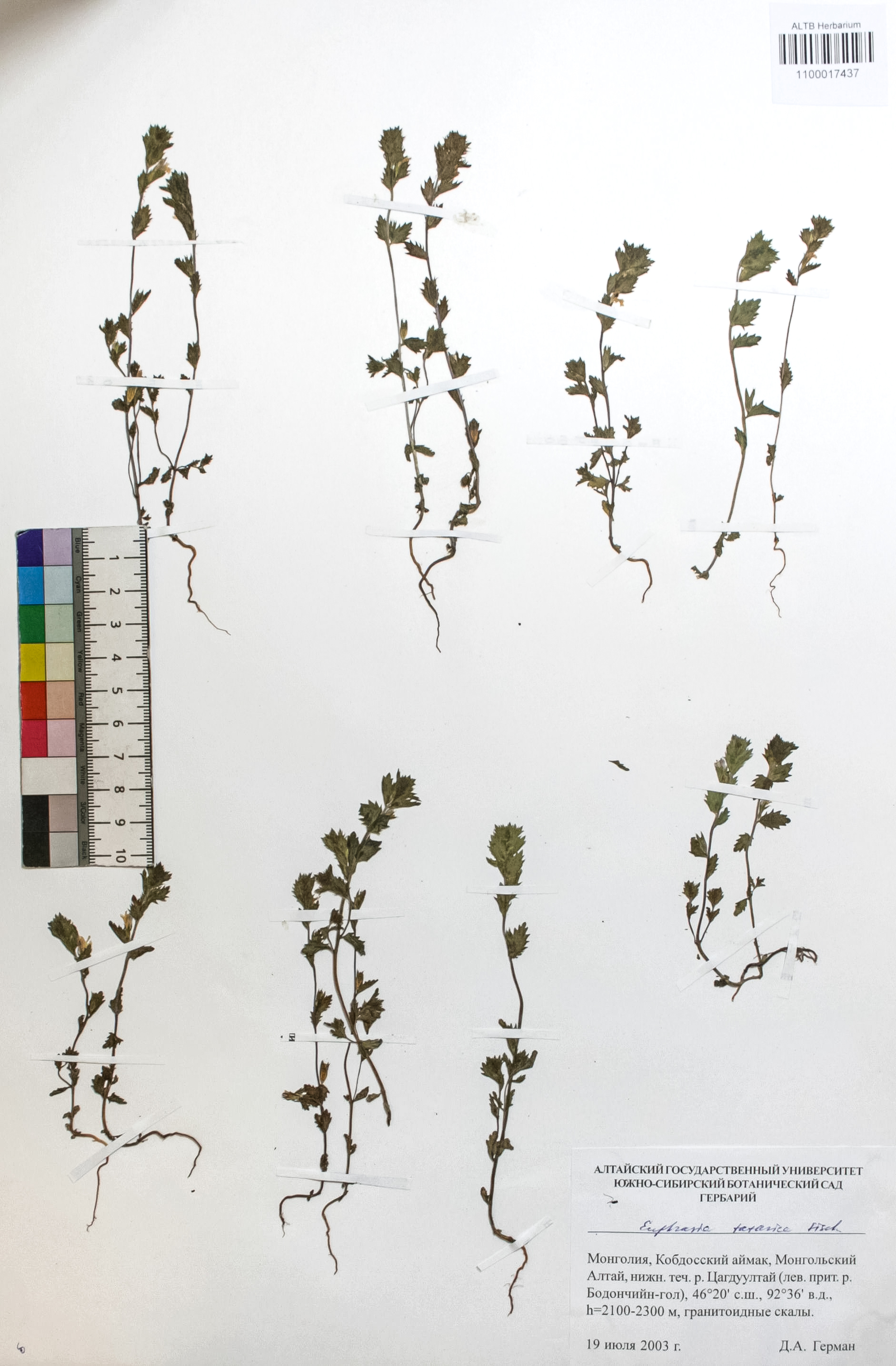 Euphrasia tatarica Fisch. ex Spreng.