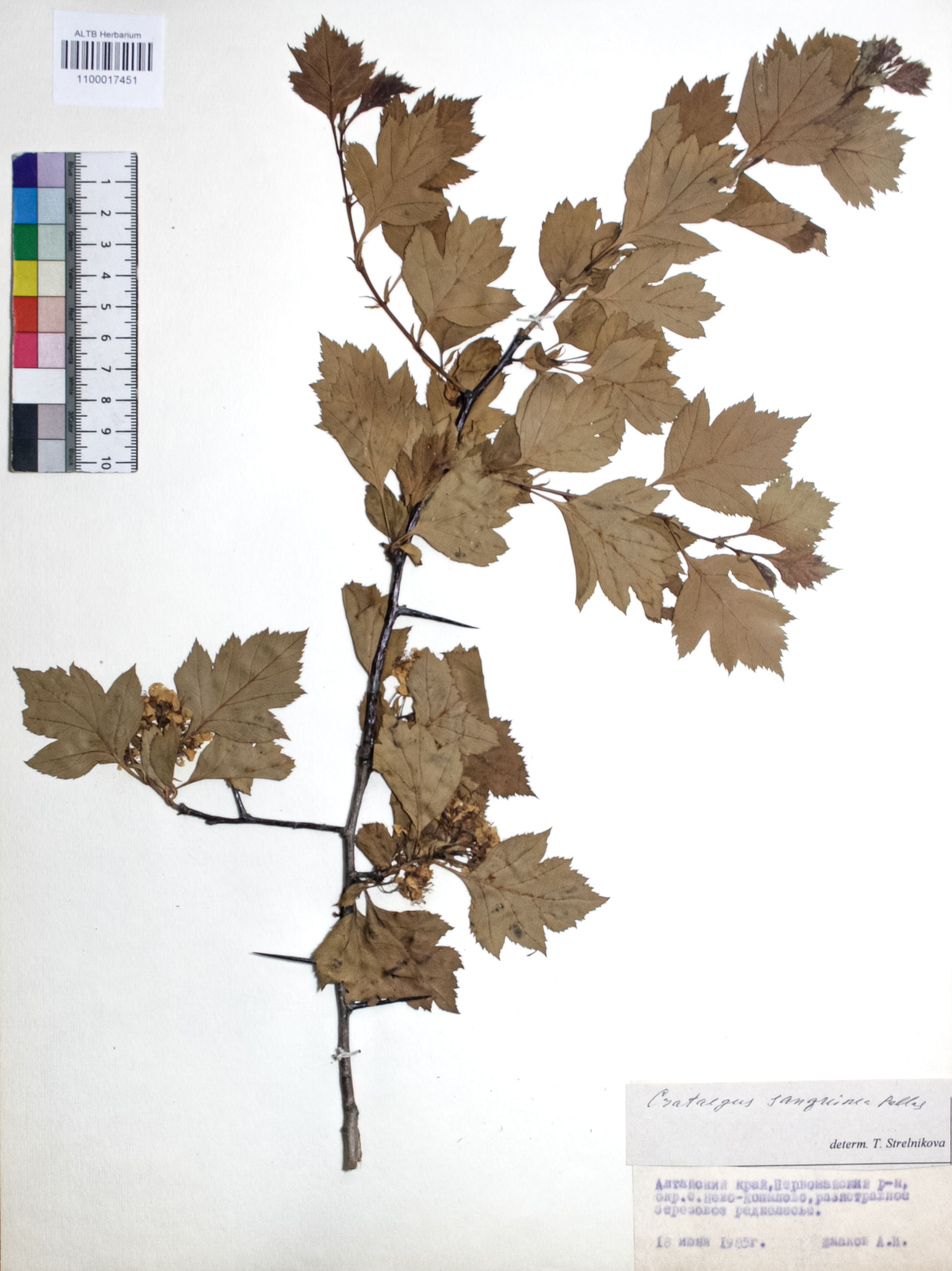 Crataegus sanguinea Pall.