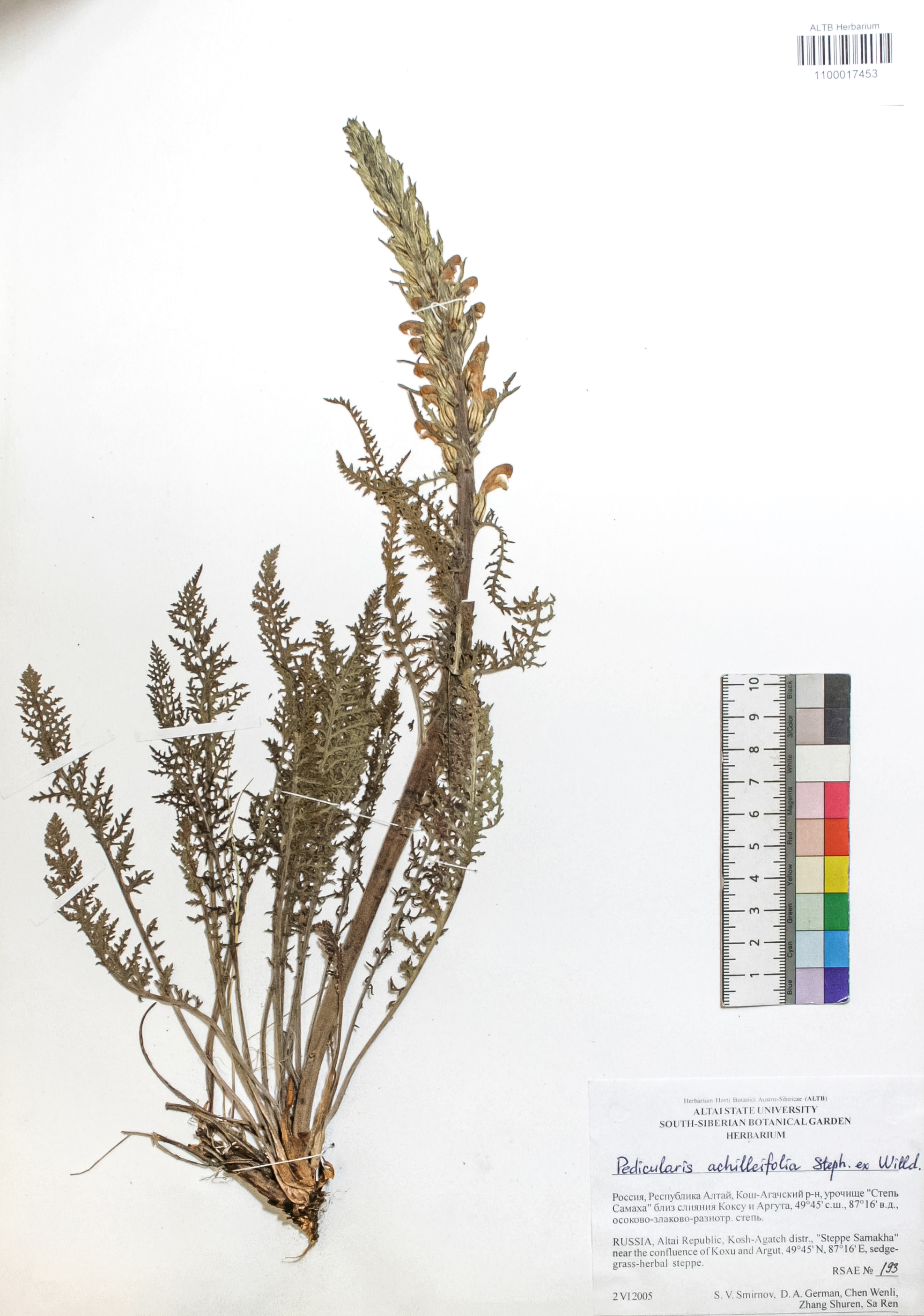 Pedicularis achilleifolia Steph ex. Willd
