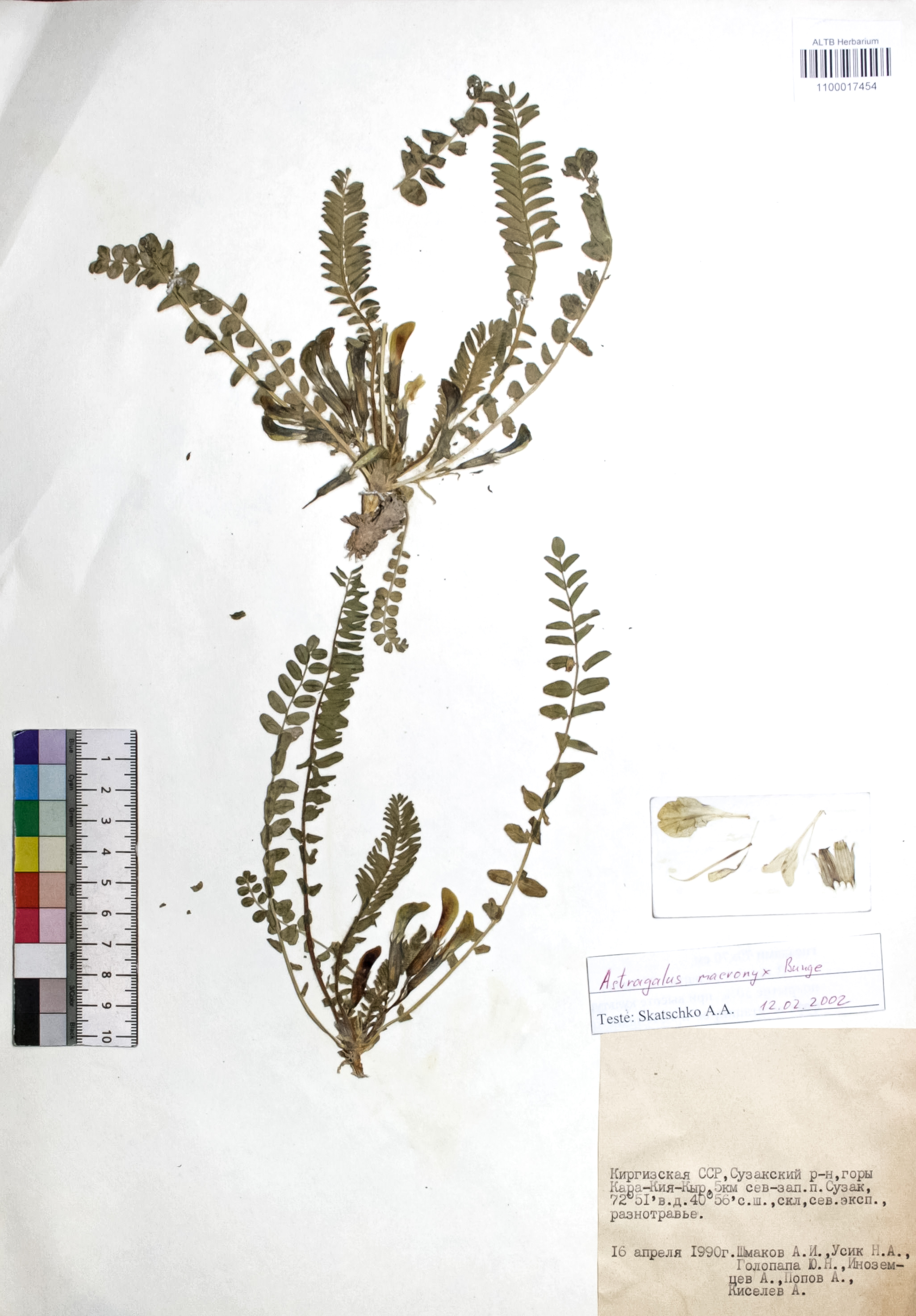 Astragalus macronyx Bunge