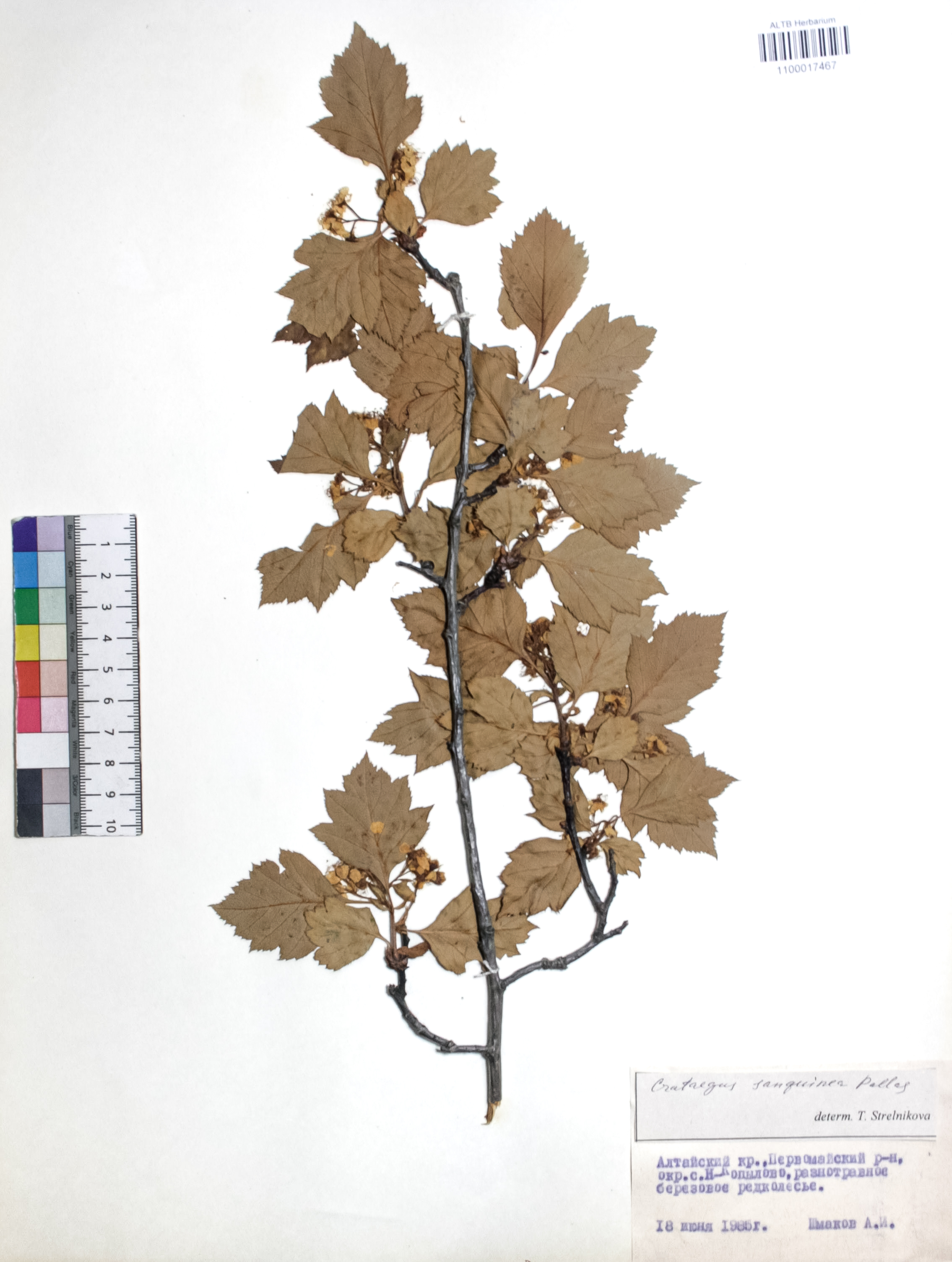 Crataegus sanguinea Pall.