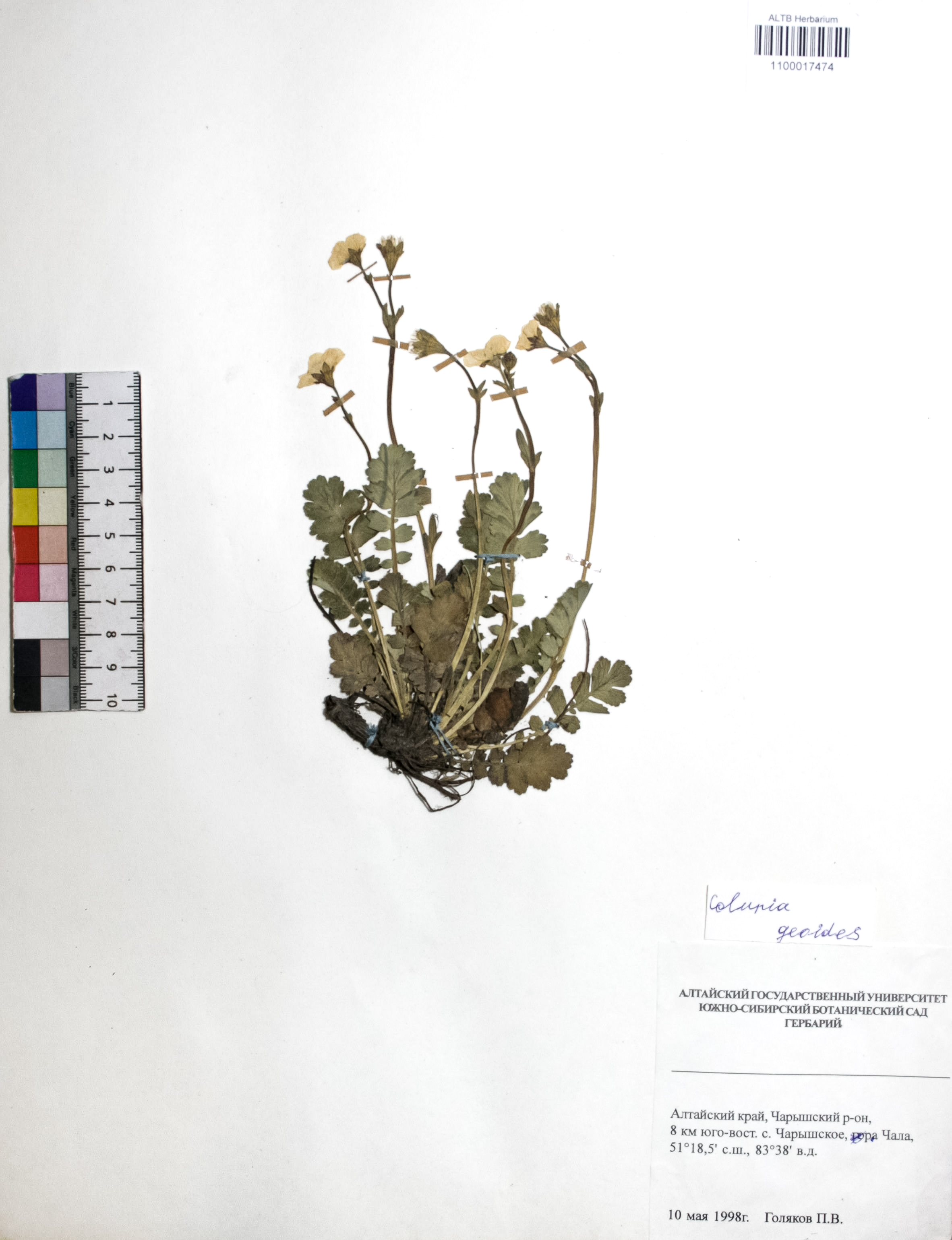 Coluria geoides (Pall.) Ledeb.