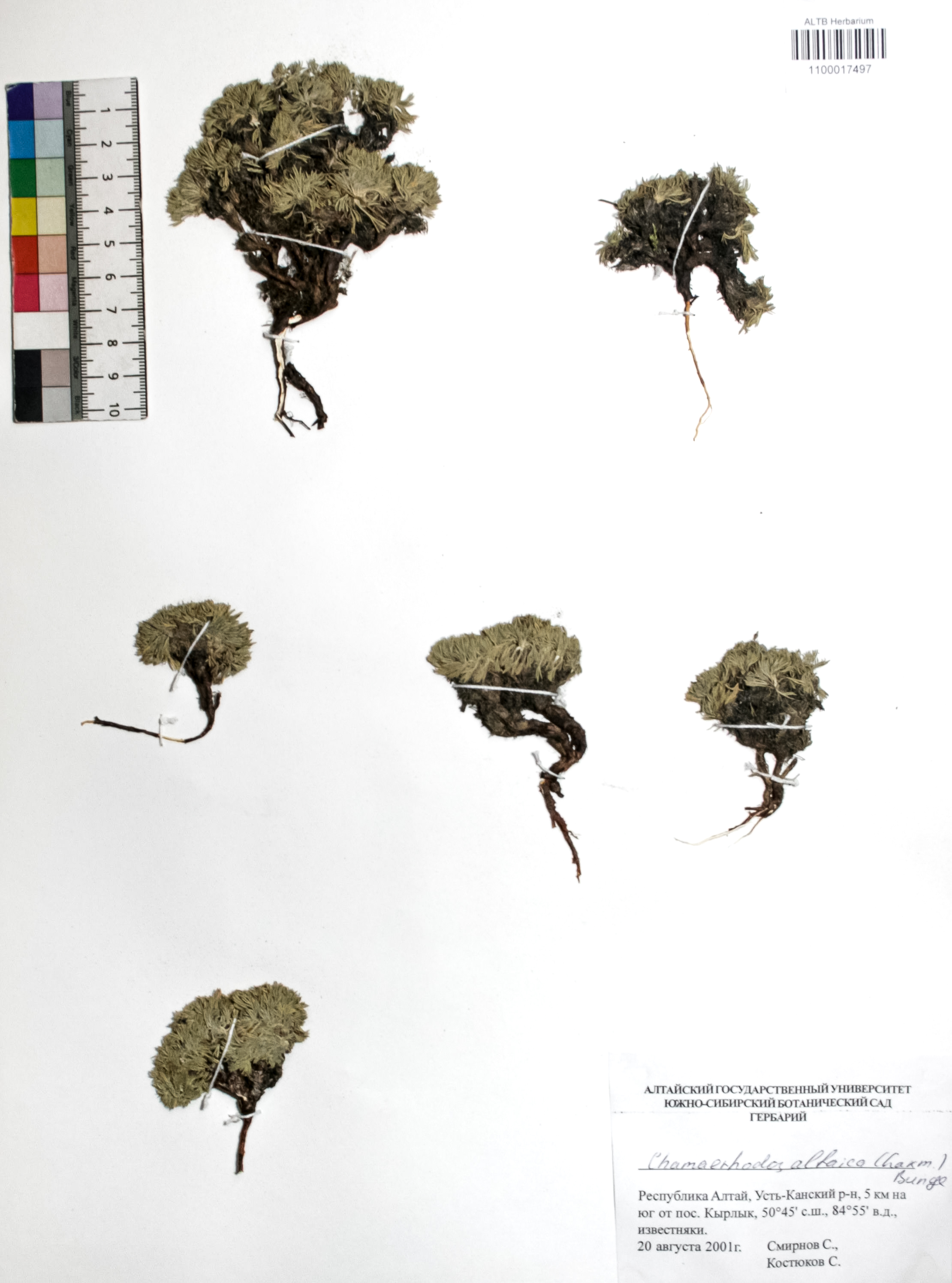 Chamaerhodos altaica (Laxm.) Bunge 