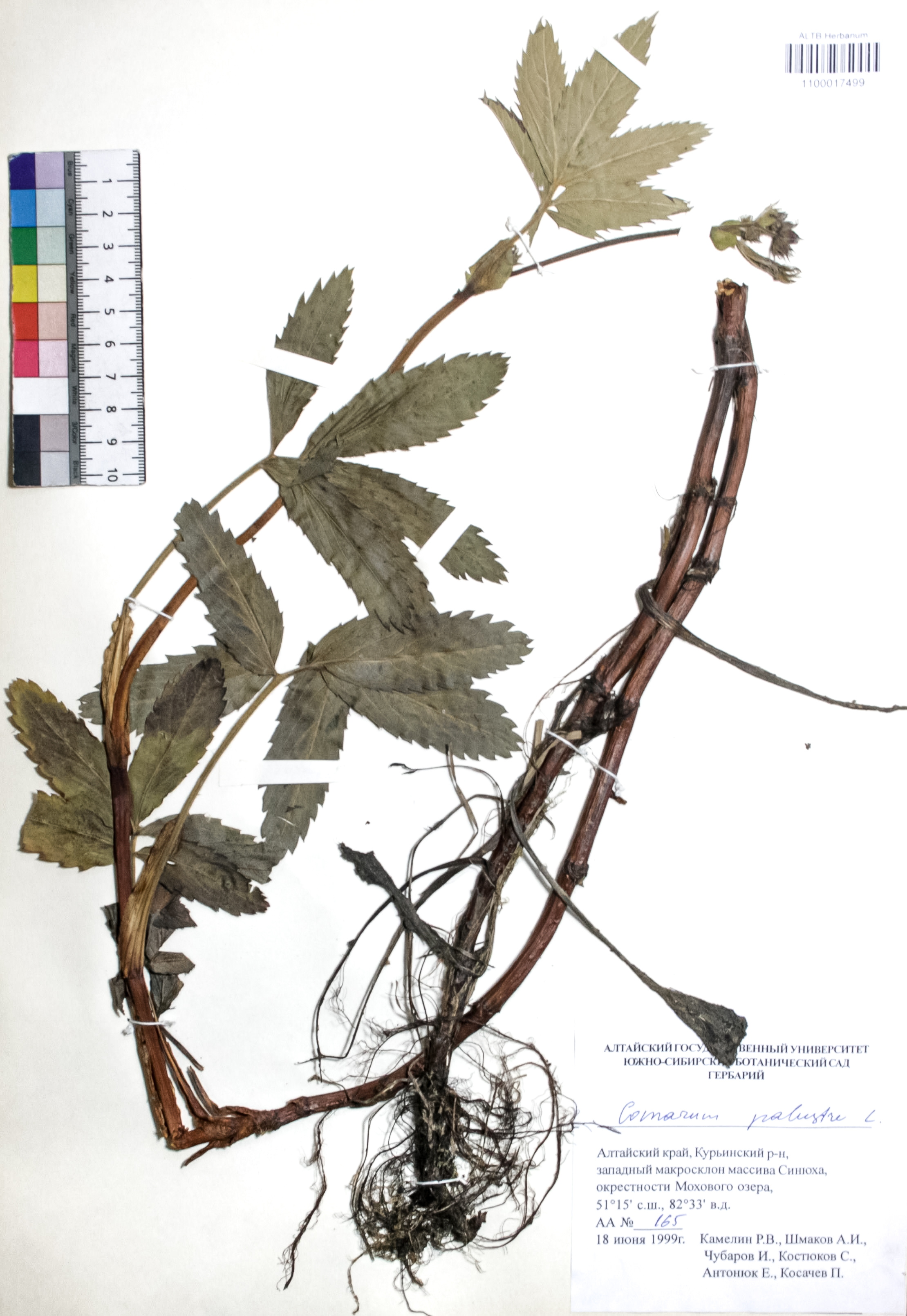 Comarum palustre L.