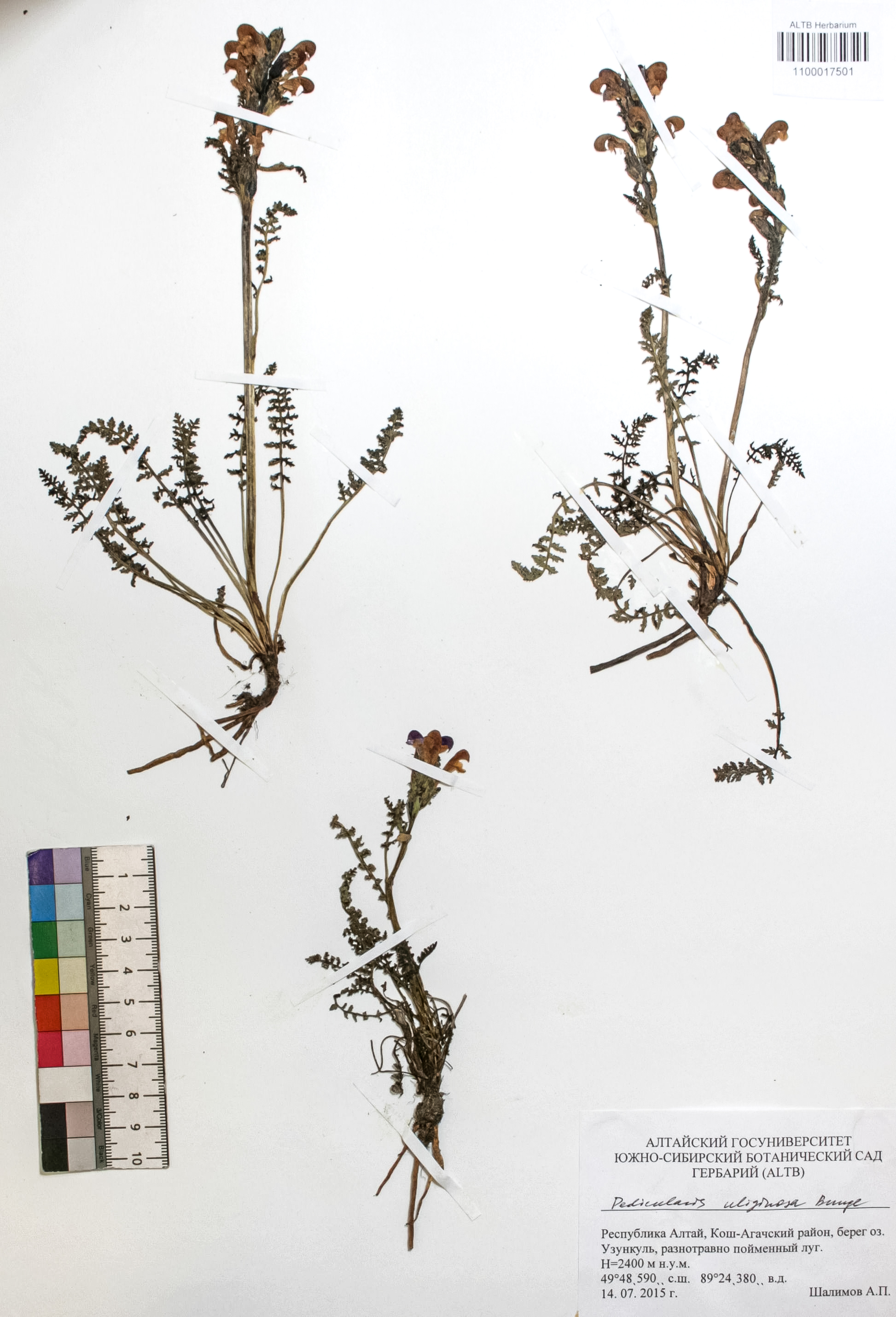 Pedicularis uliginosa Bunge