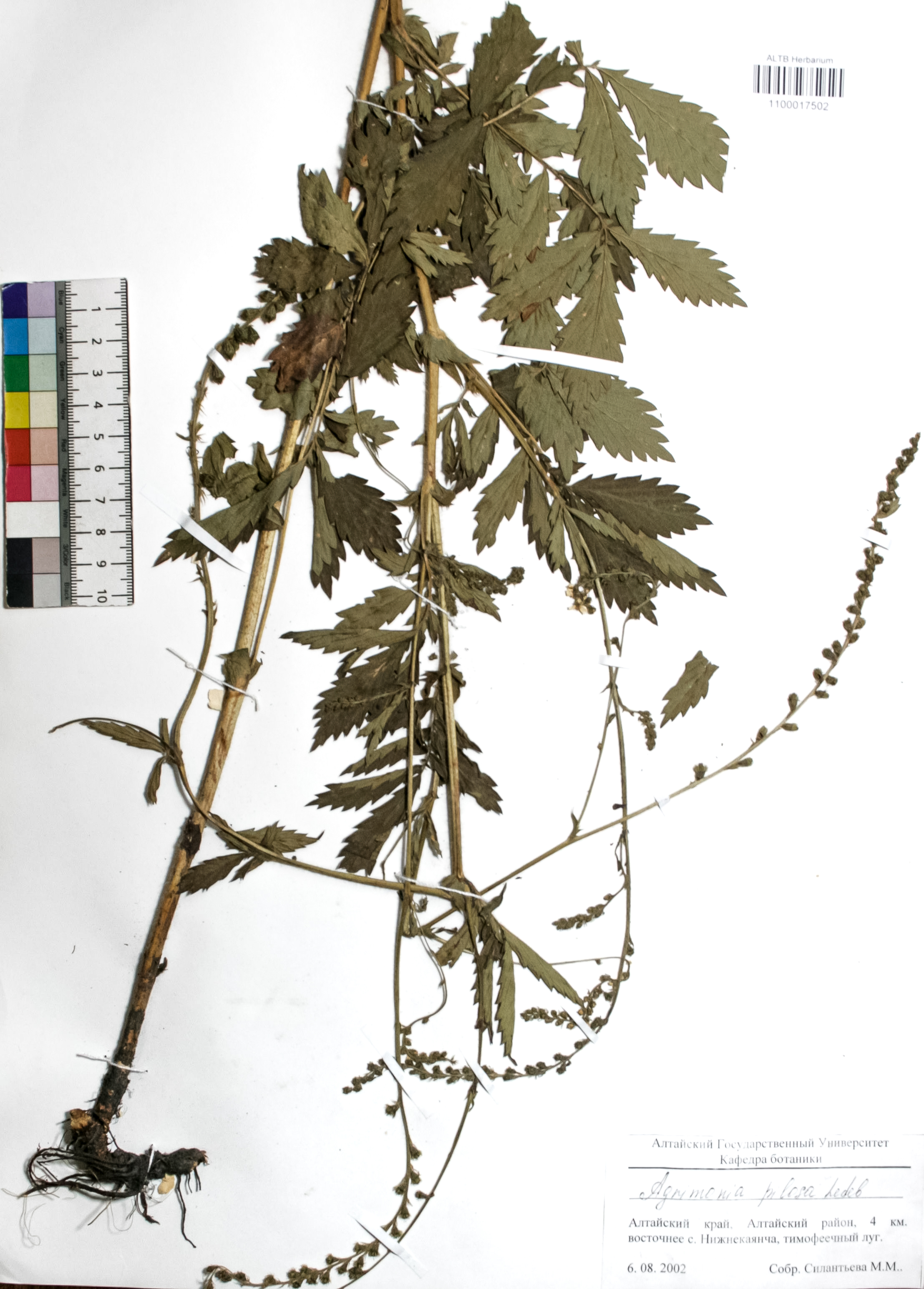 Agrimonia pilosa Ledeb.